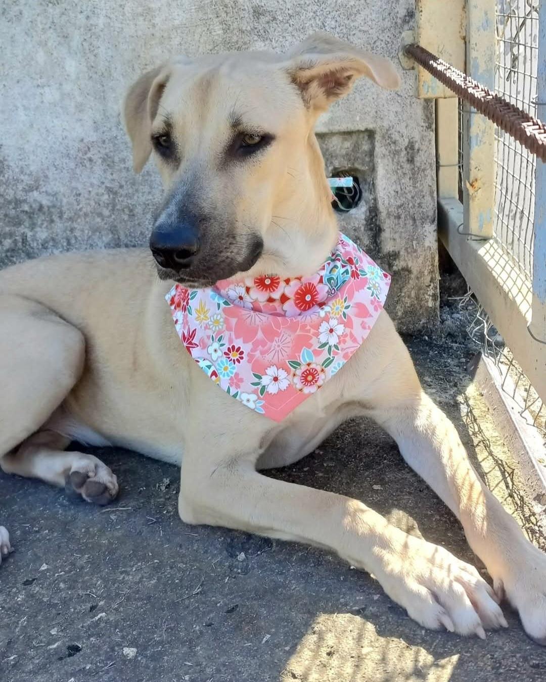 Sandy "elegant & Loveable!" thumbnail 4