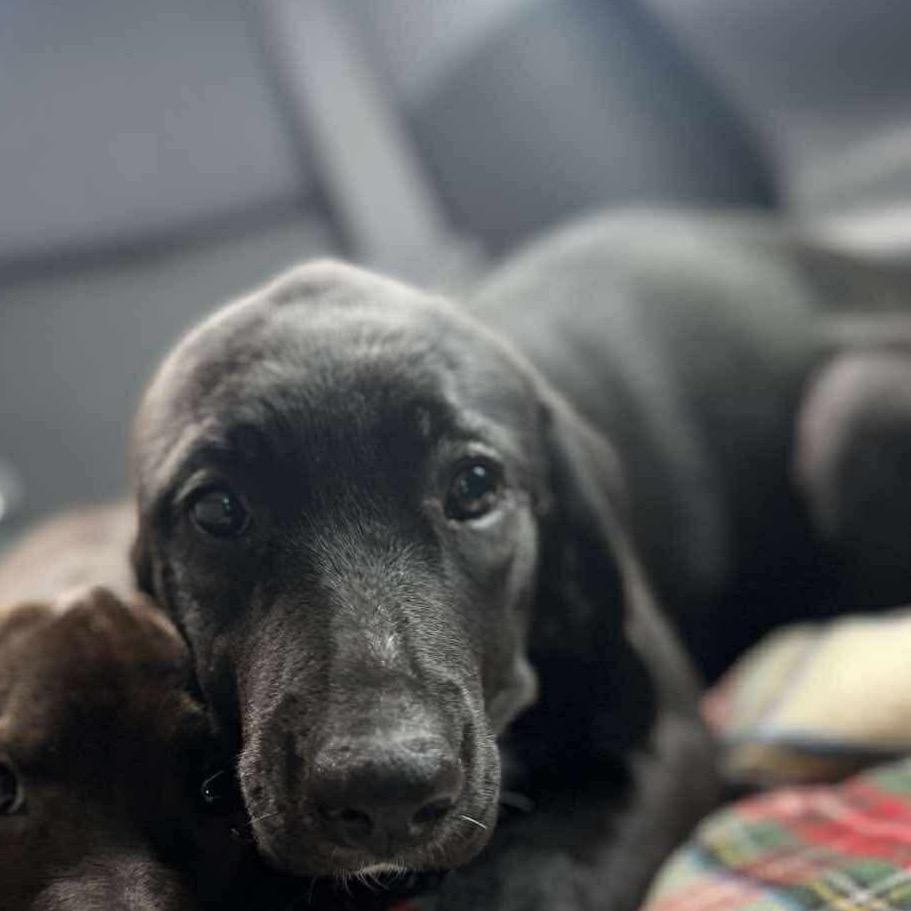piper, Adoptable, Young Female Great Pyrenees & Black Labrador Retriever.