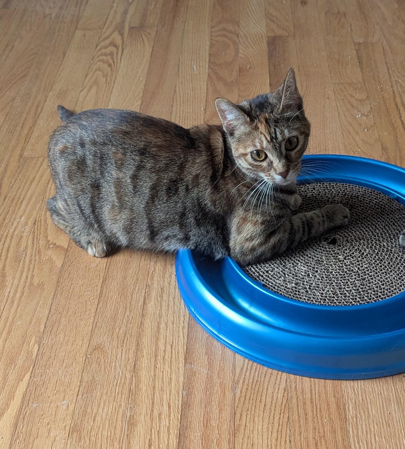 Millie (Bonded with Lucy)