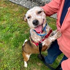 Cindy, Adoptable, Adult Female Cattle Dog & Mixed Breed.
