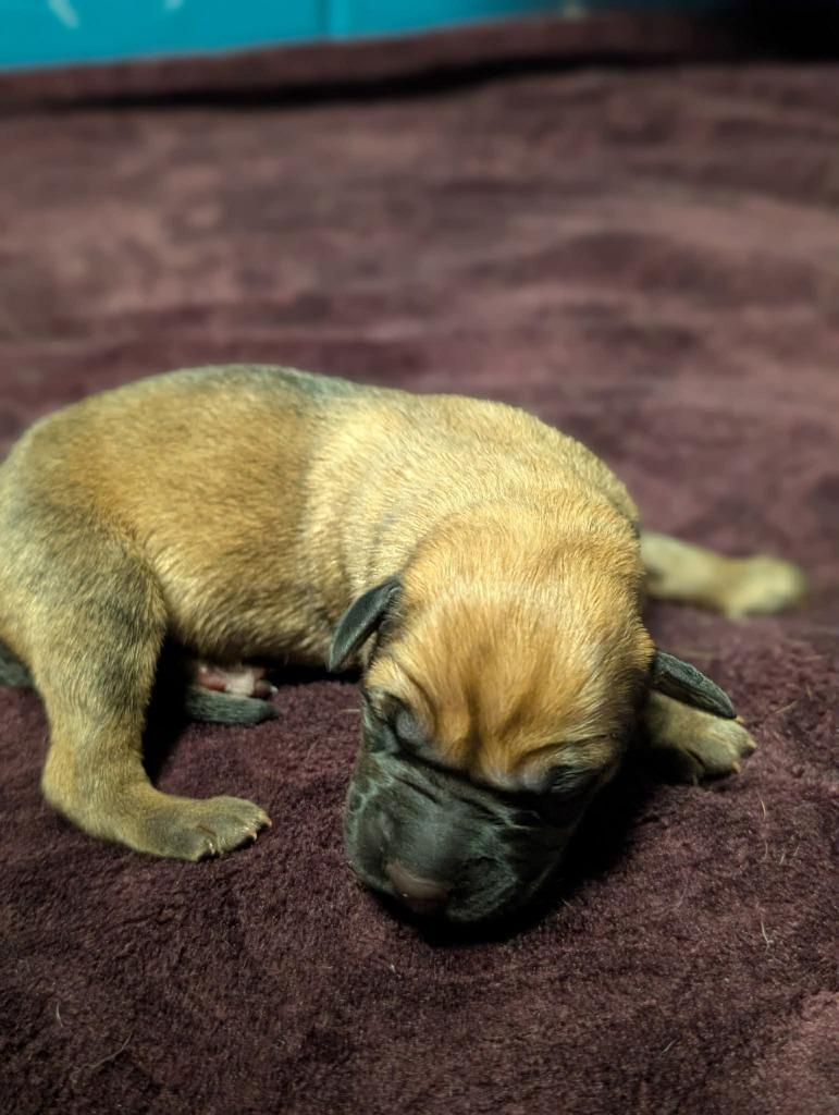 Blizzard - PENDING ADOPTION, Adoptable, Puppy Female Retriever & Shepherd.