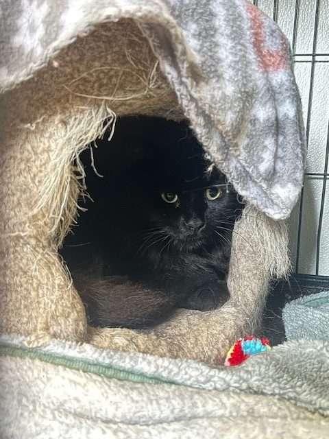 SPRITE, an adoptable Domestic Long Hair in Ironwood, MI, 49938 | Photo Image 1