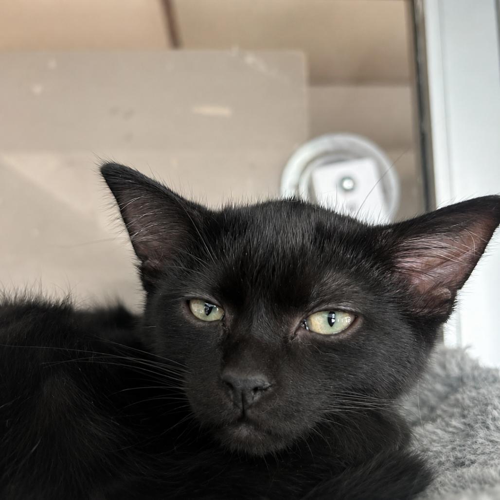 Huevo, Adoptable, Kitten Male Domestic Short Hair.