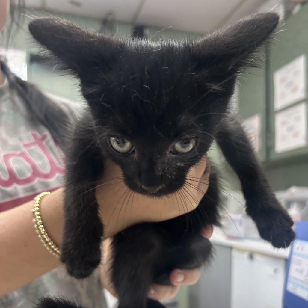 Huevo, a Adoptable Domestic Short Hair in West Point, MS image 2/2