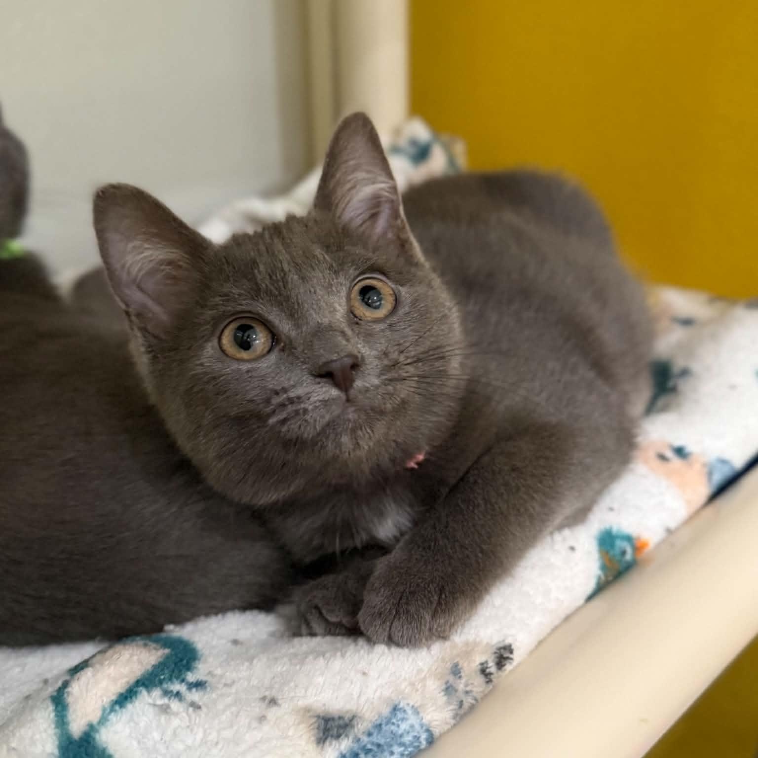 Armada, a ADOPTABLE mixed breed in Penn Yan, NY image 2/6