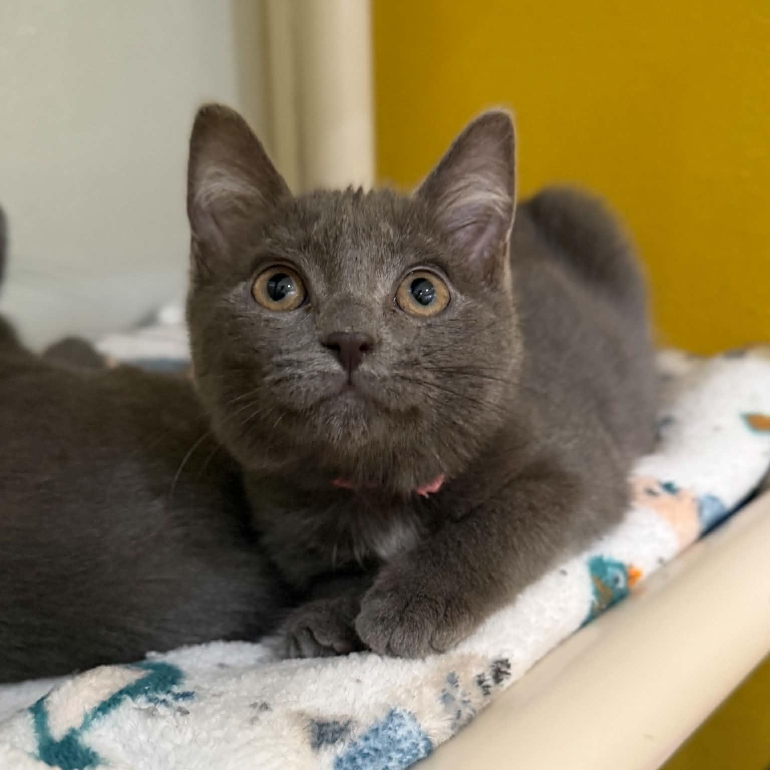 Armada, a ADOPTABLE mixed breed in Penn Yan, NY image 3/6