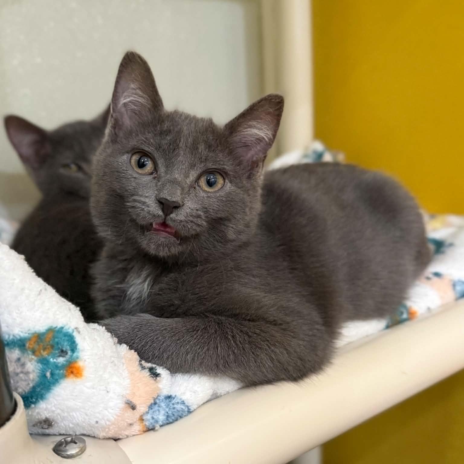 Armada, a ADOPTABLE mixed breed in Penn Yan, NY image 5/6