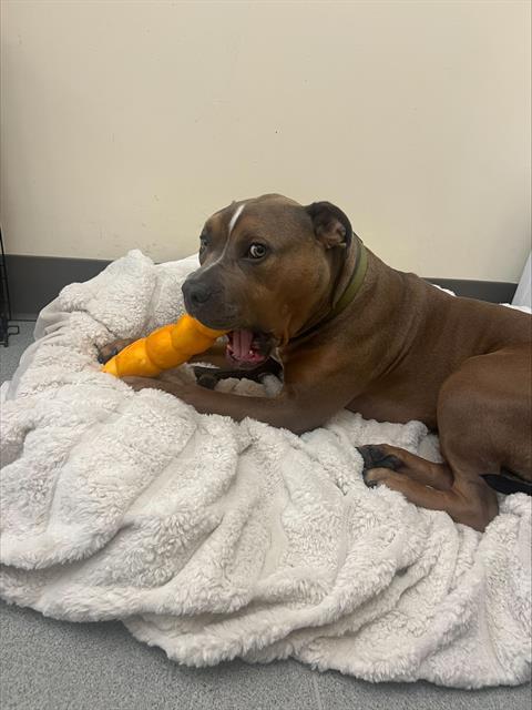 DANDELION, Adoptable, Young Male American Bulldog & Pit Bull Terrier.
