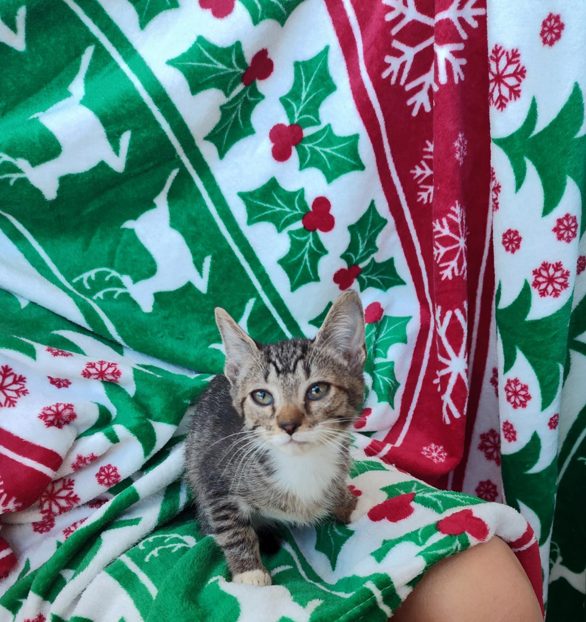 Enlarge Nipper, an adopted Domestic Short Hair in Little River, SC image 1/3