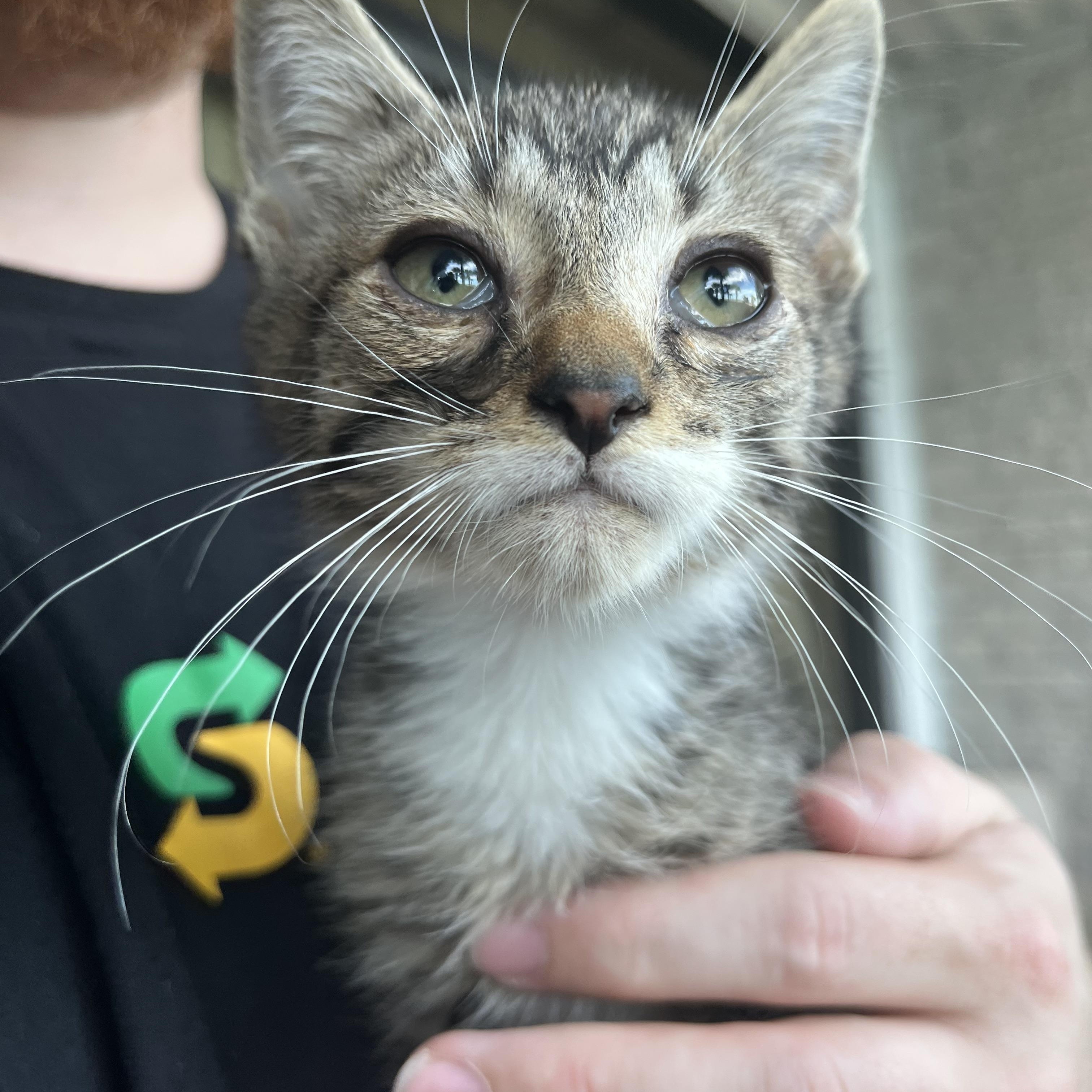 Enlarge Nipper, an adopted Domestic Short Hair in Little River, SC image 2/3