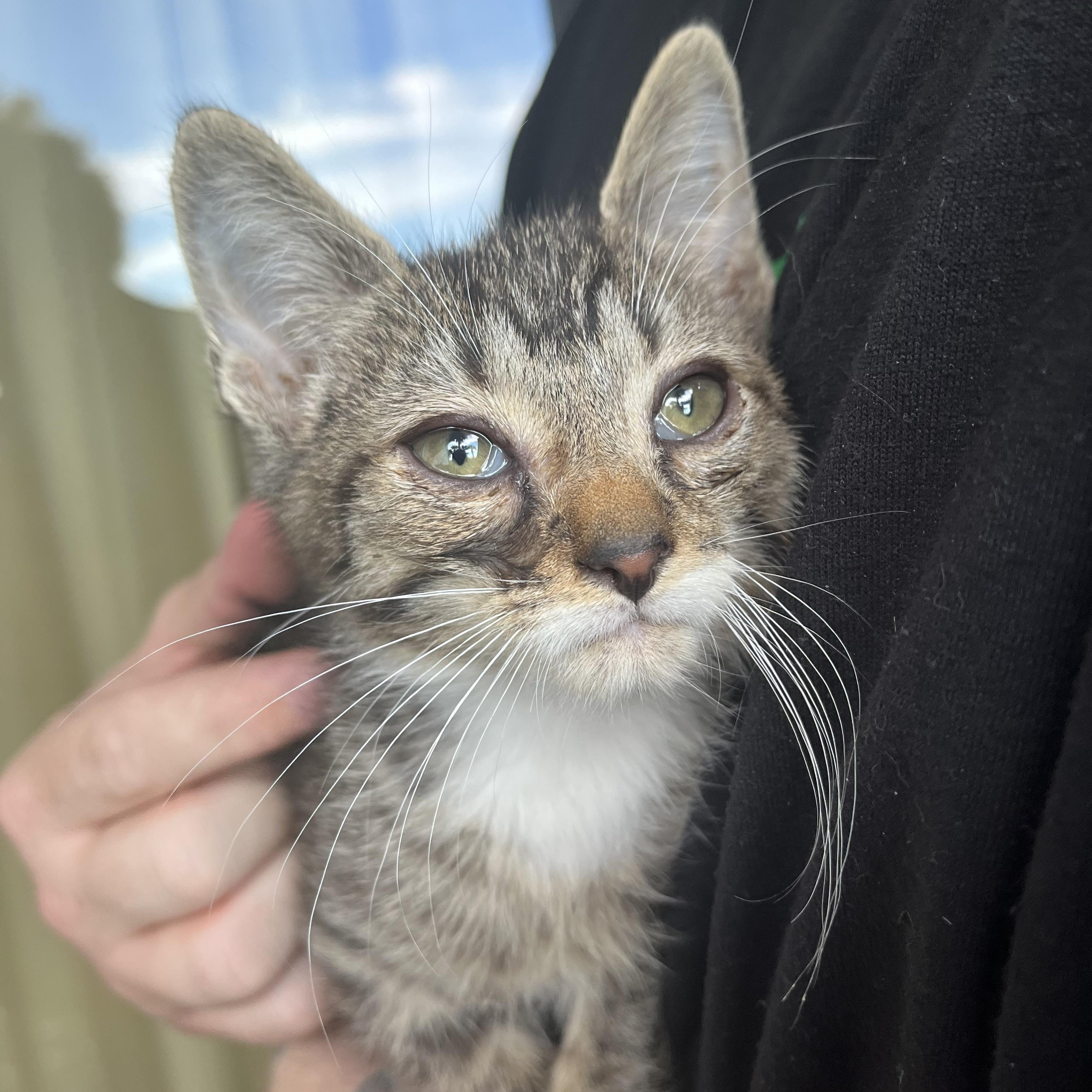 Enlarge Nipper, an adopted Domestic Short Hair in Little River, SC image 3/3