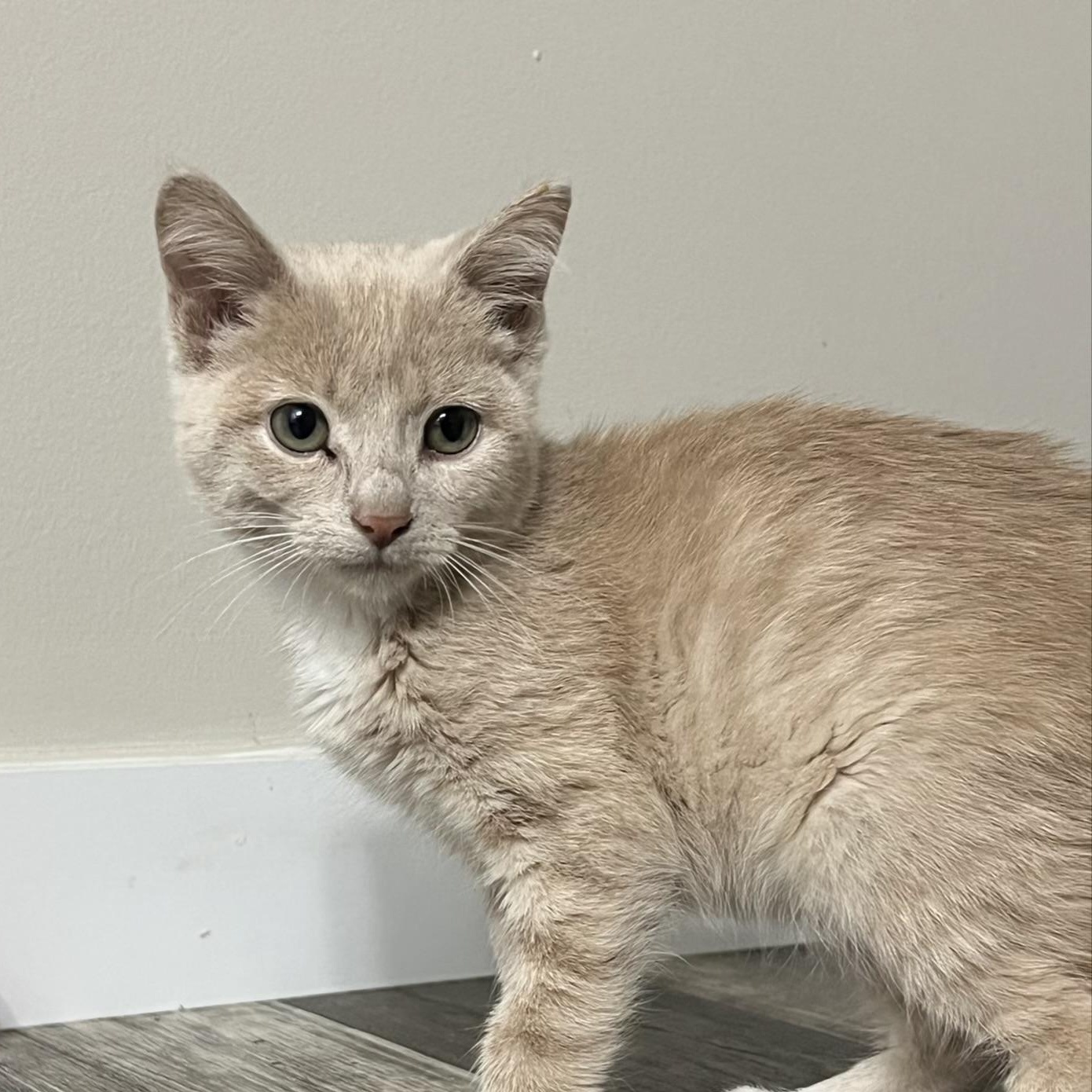 Blossom, Adoptable, Kitten Female Domestic Short Hair.