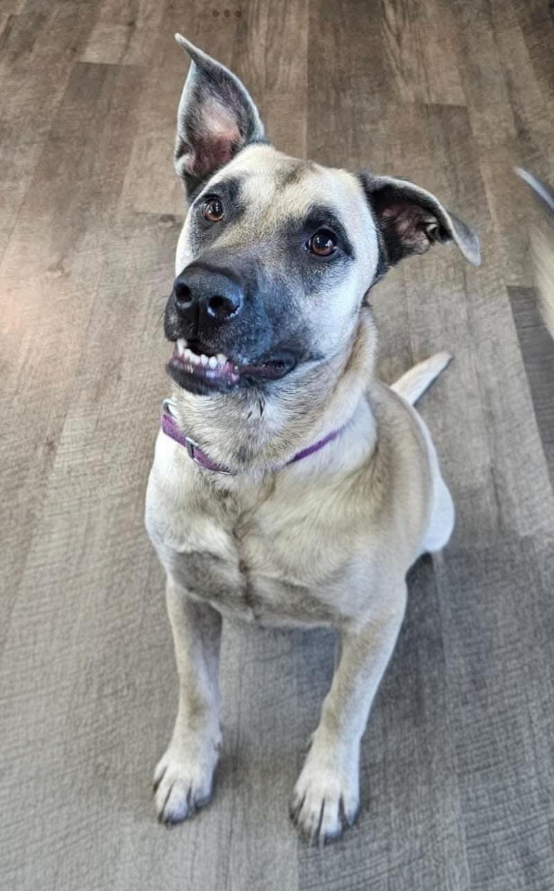 Cookie, Adoptable, Adult Female Anatolian Shepherd.