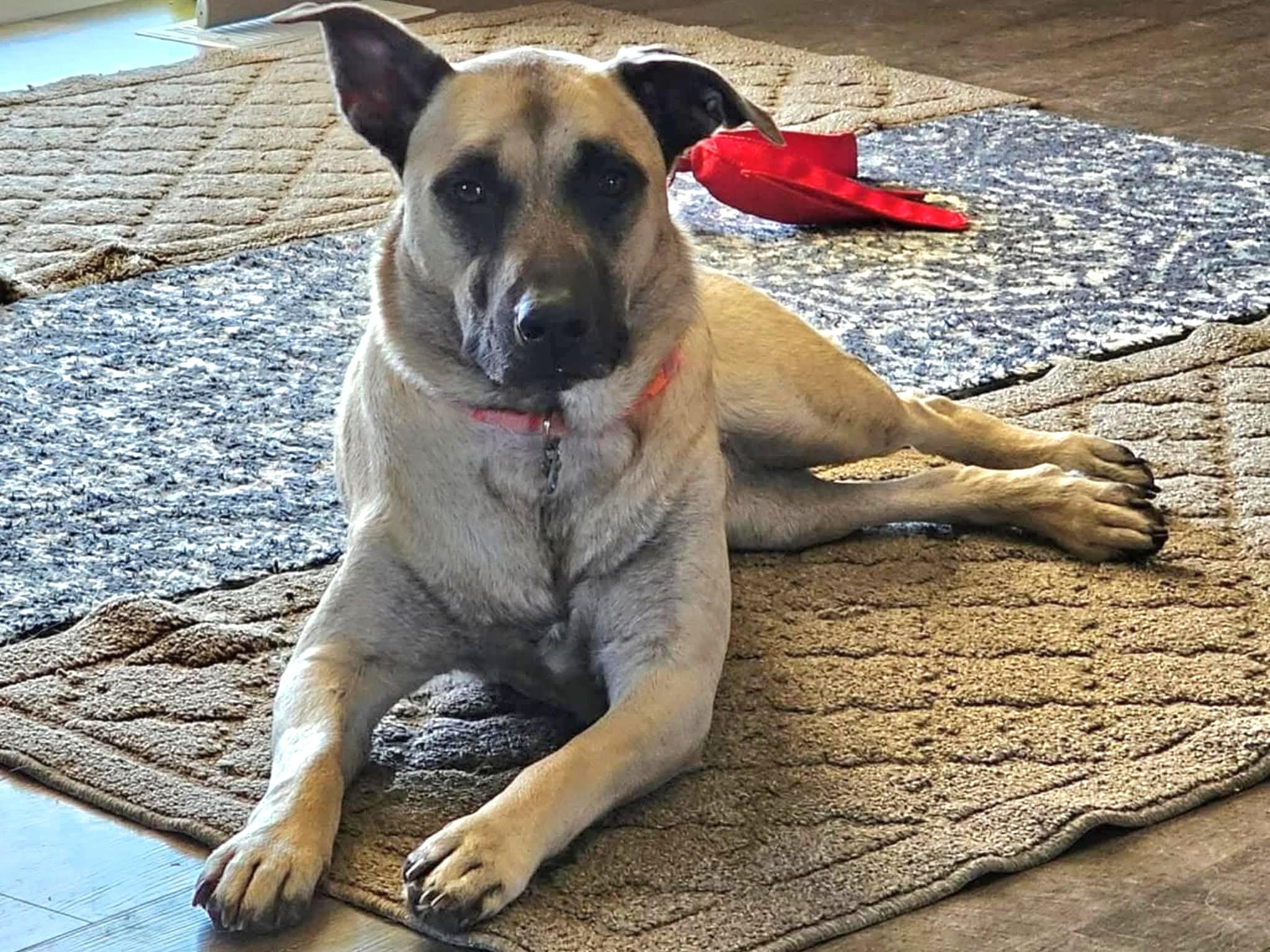 Cookie, a Adoptable mixed breed in Sioux City, IA image 5/6