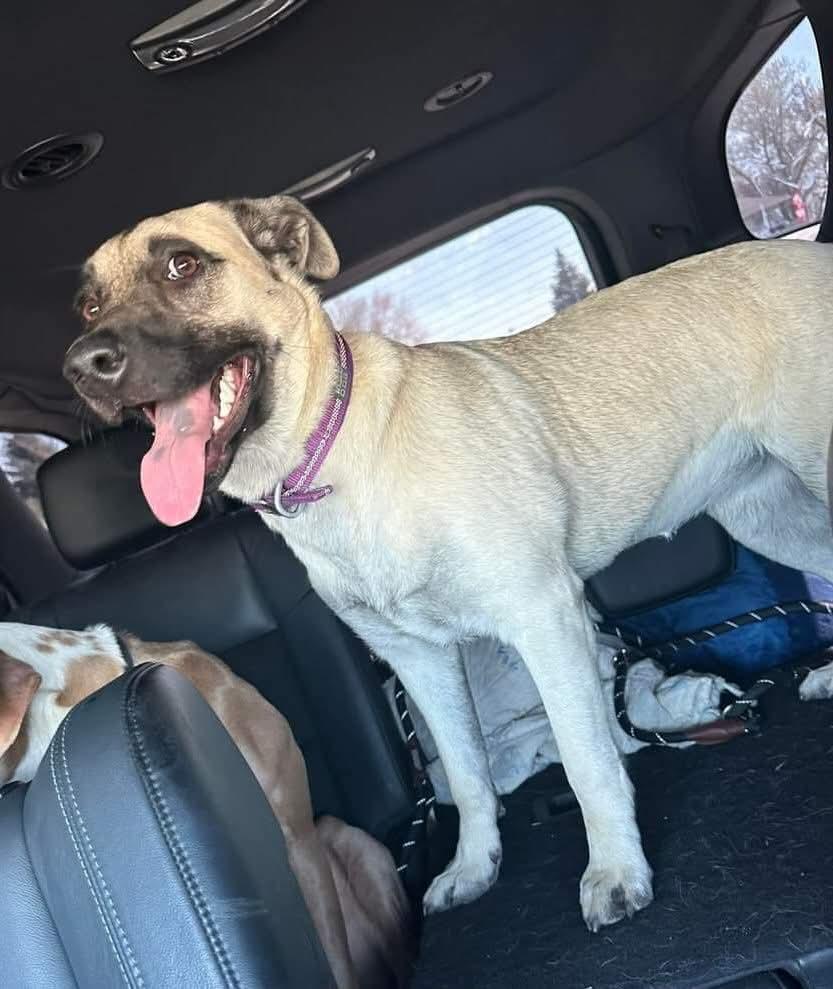 Cookie, a Adoptable mixed breed in Sioux City, IA image 6/6