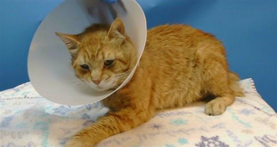 AXWELL, Adoptable, Adult Male Domestic Short Hair.