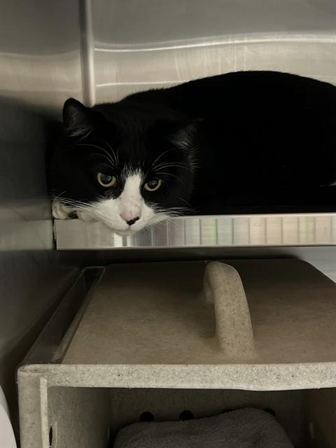 Enlarge A794616, a Adoptable Domestic Short Hair in Louisville, KY image 1/1