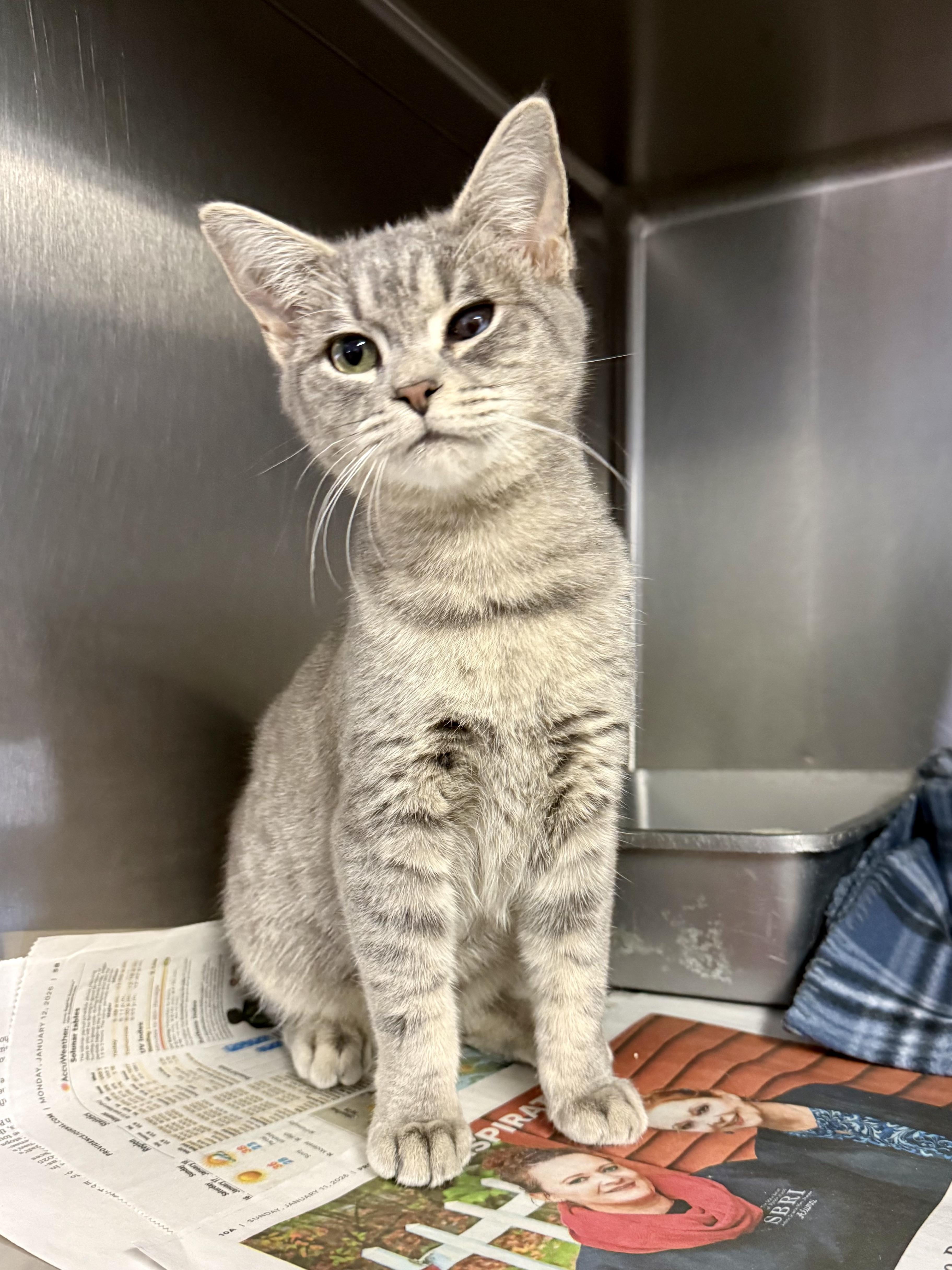 Enlarge Selena, an adopted Domestic Short Hair in Exeter, RI image 2/3