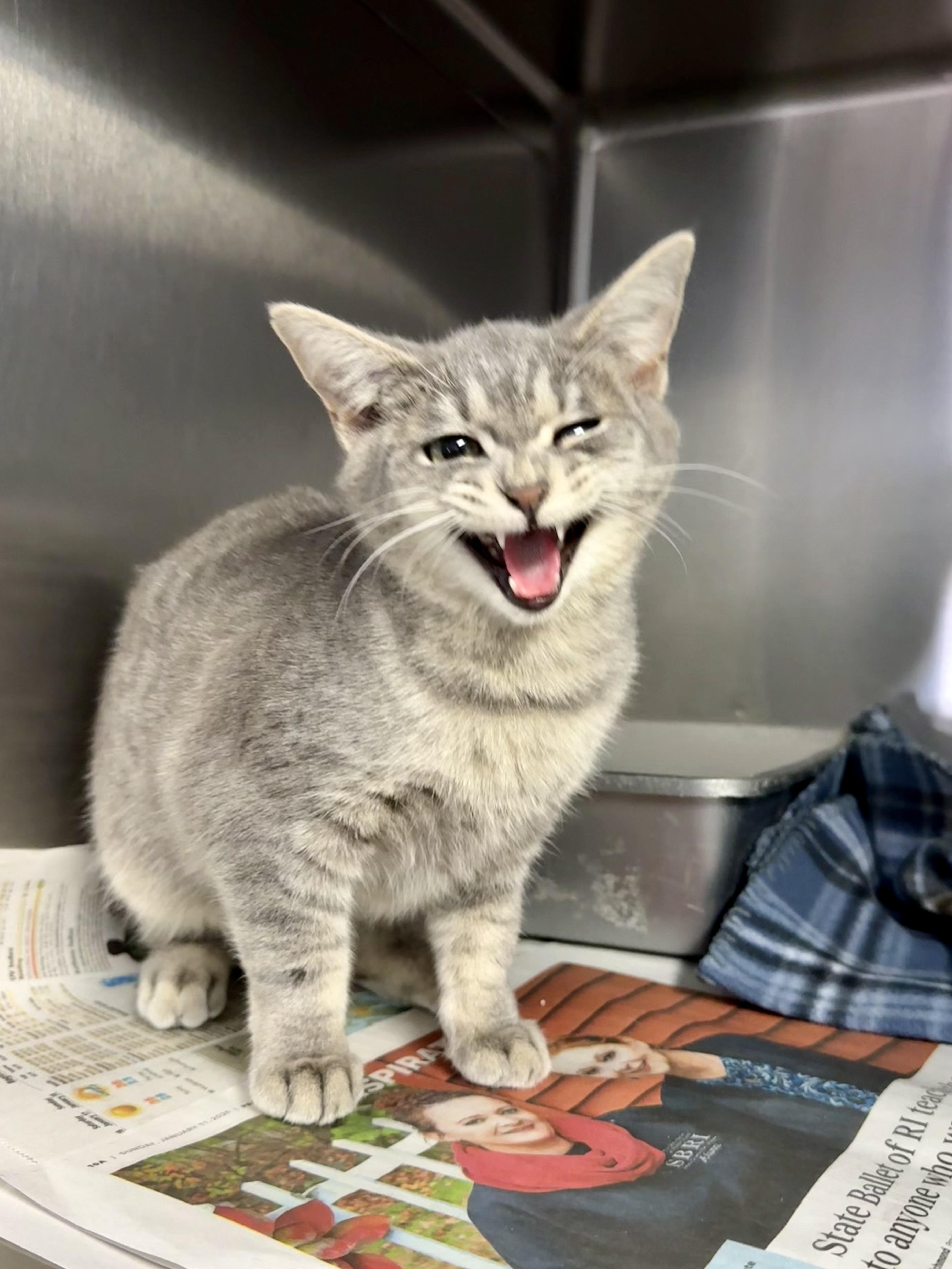 Enlarge Selena, an adopted Domestic Short Hair in Exeter, RI image 1/3