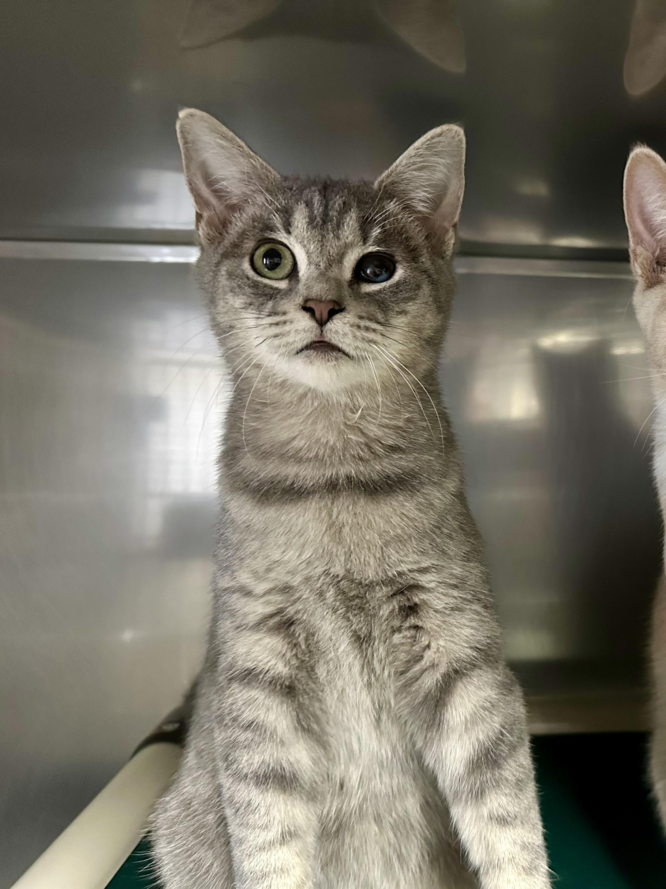 Enlarge Selena, an adopted Domestic Short Hair in Exeter, RI image 3/3