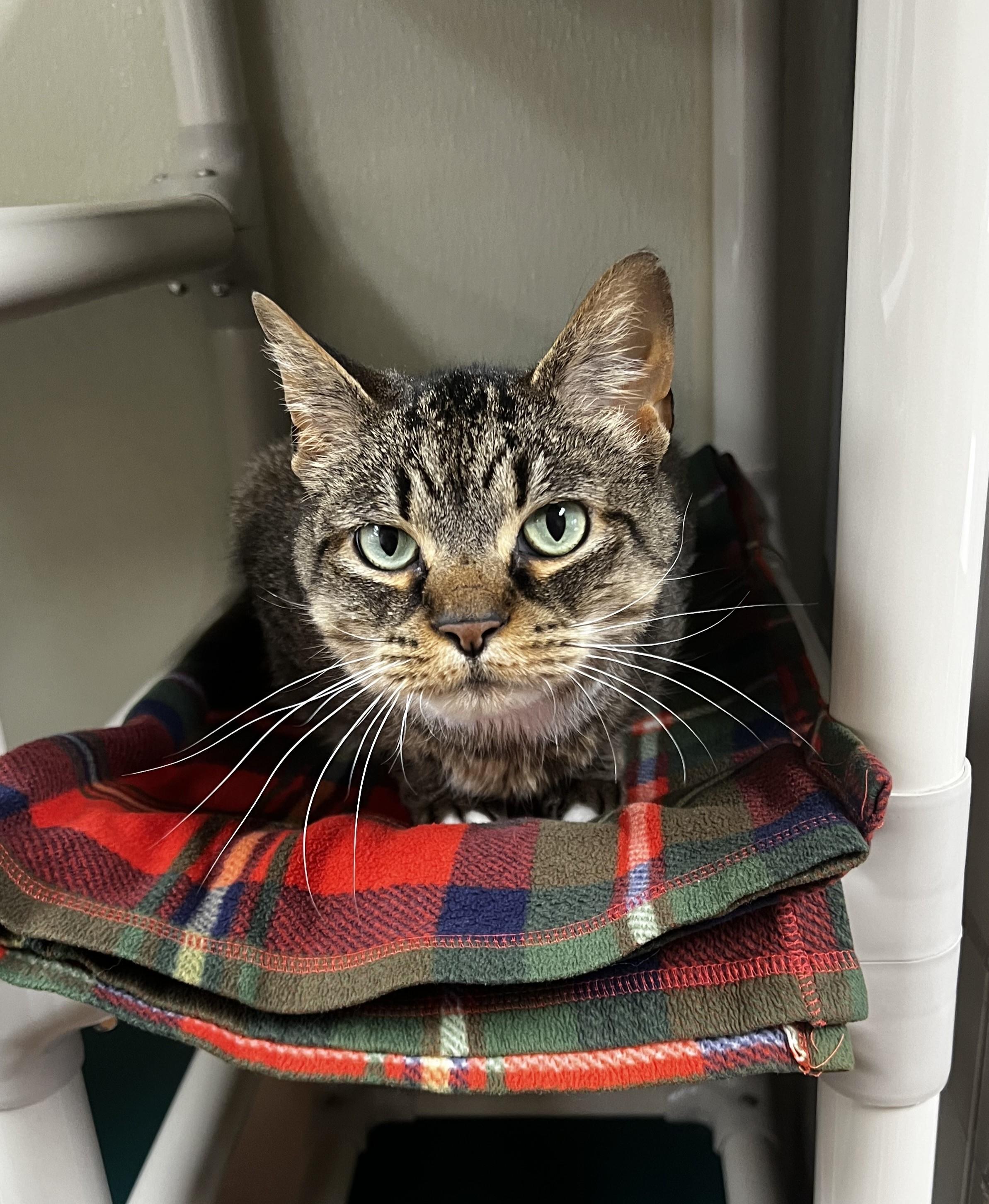 Enlarge Russet, a ADOPTABLE Domestic Short Hair in Binghamton, NY image 1/1