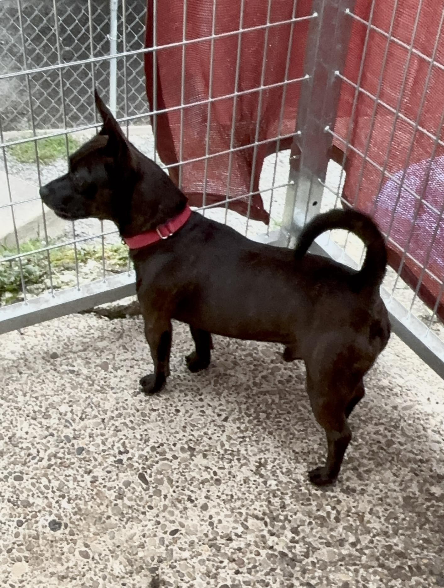 Enlarge Paco, a Adoptable mixed breed in Grafton, WV image 5/6