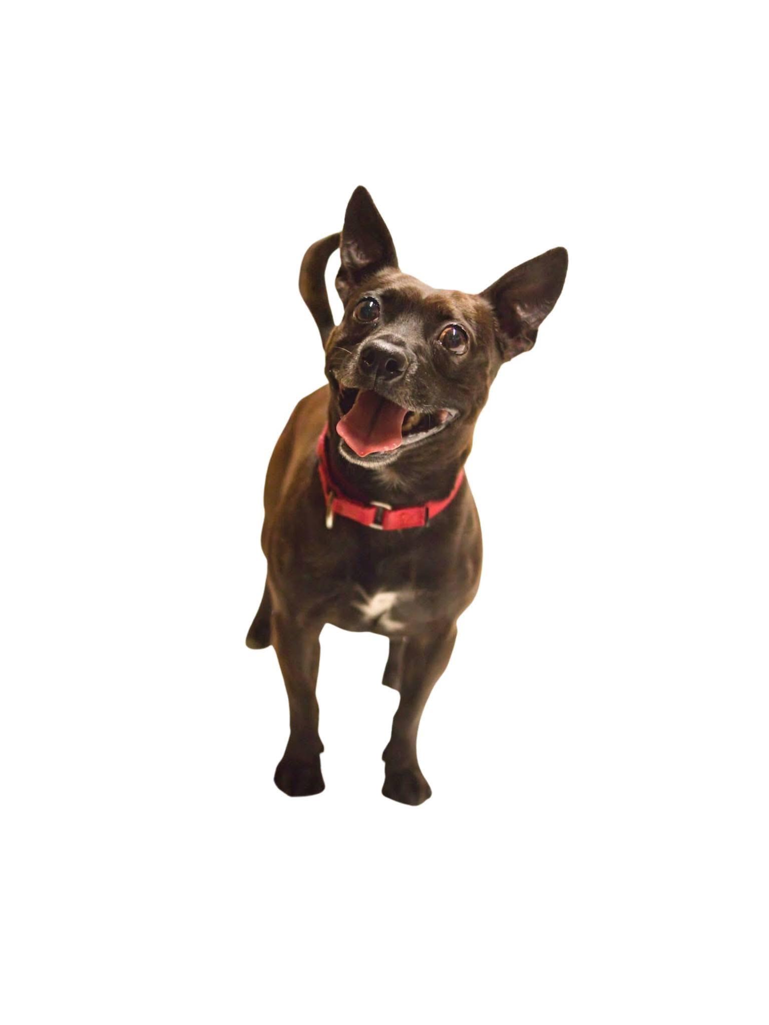 Paco, Adoptable, Adult Male Chihuahua.