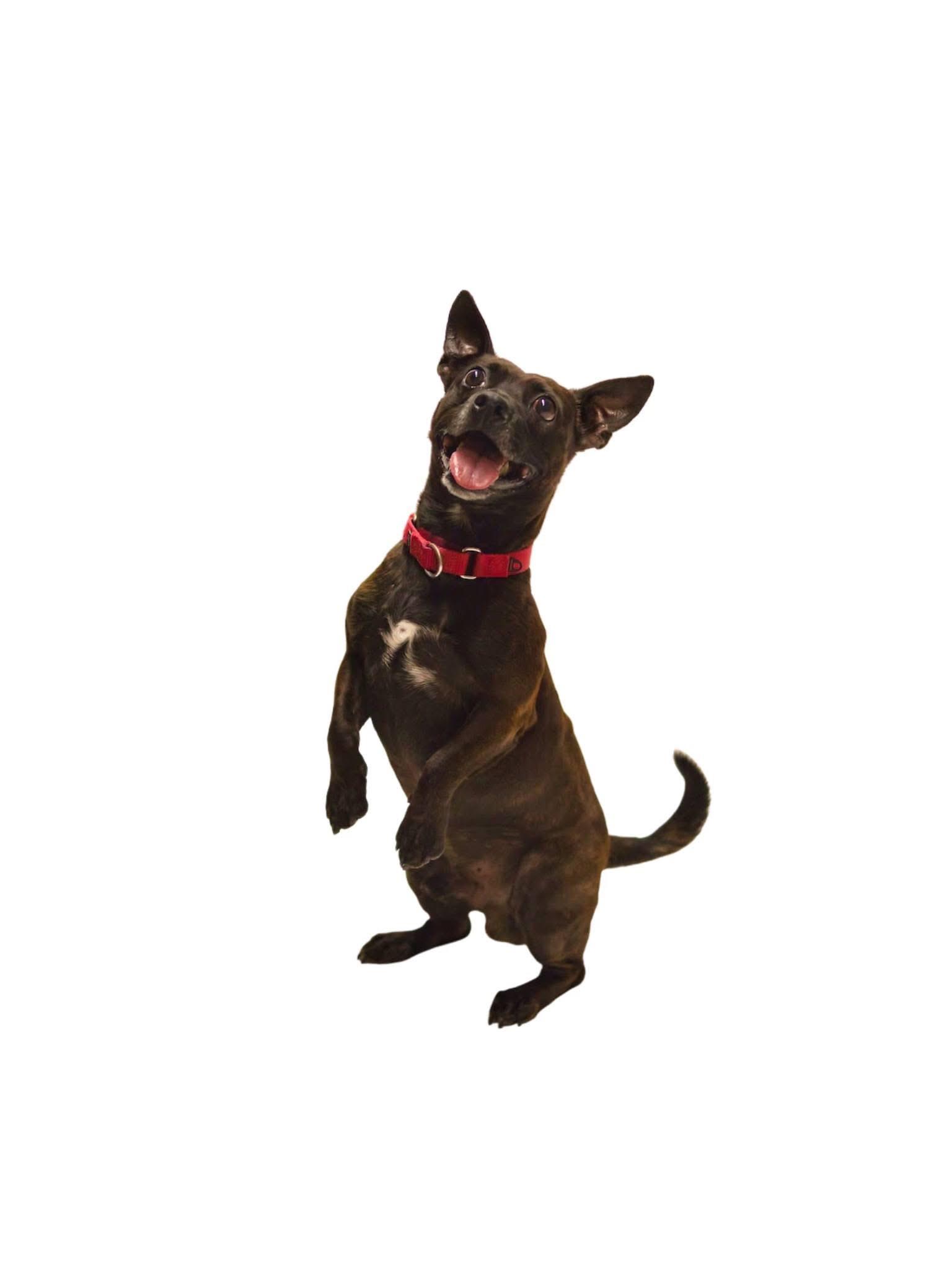Paco