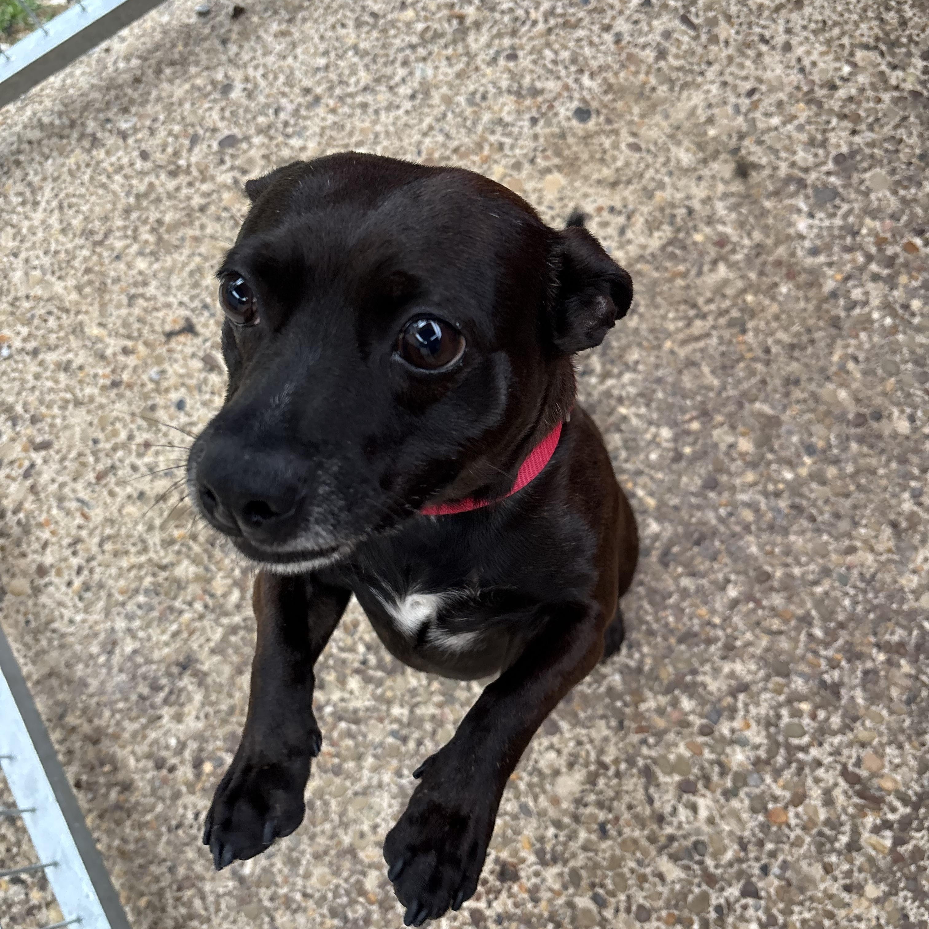 Enlarge Paco, a Adoptable mixed breed in Grafton, WV image 4/6
