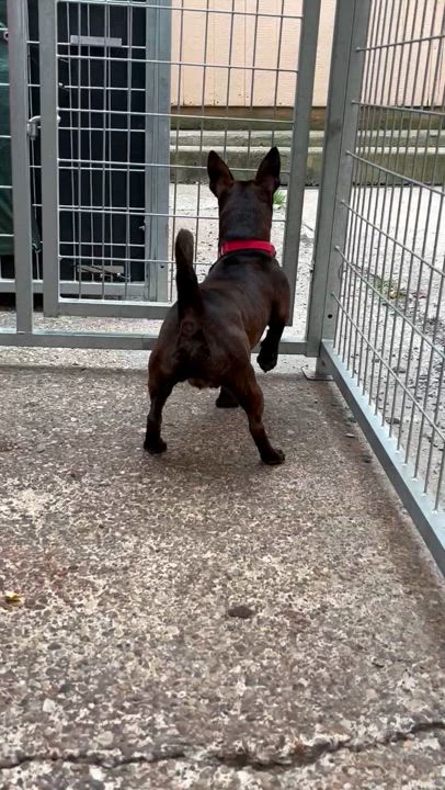 Enlarge Paco, a Adoptable mixed breed in Grafton, WV video 6/6