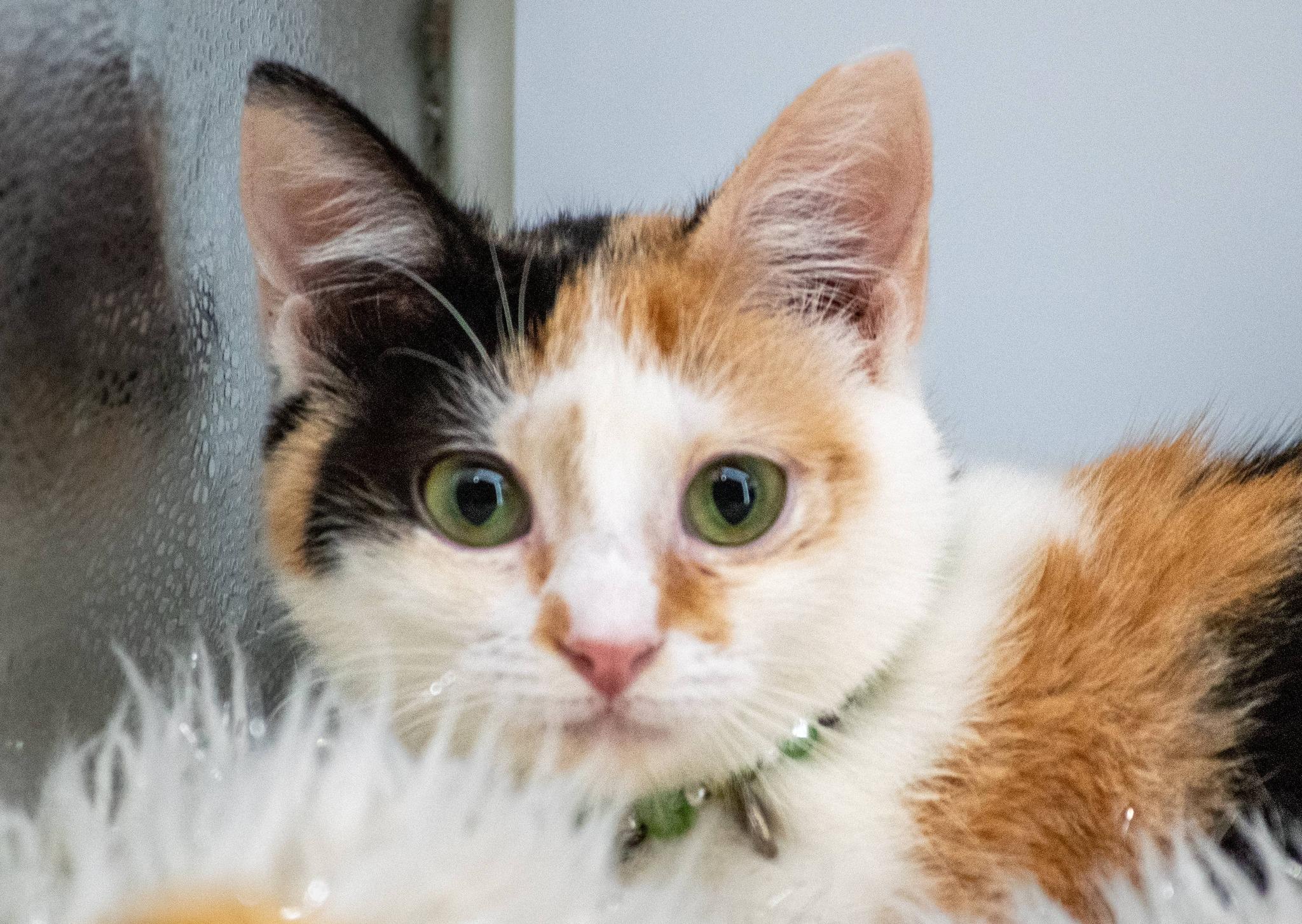 Fajita, a ADOPTABLE Domestic Short Hair in Sevierville, TN image 2/3