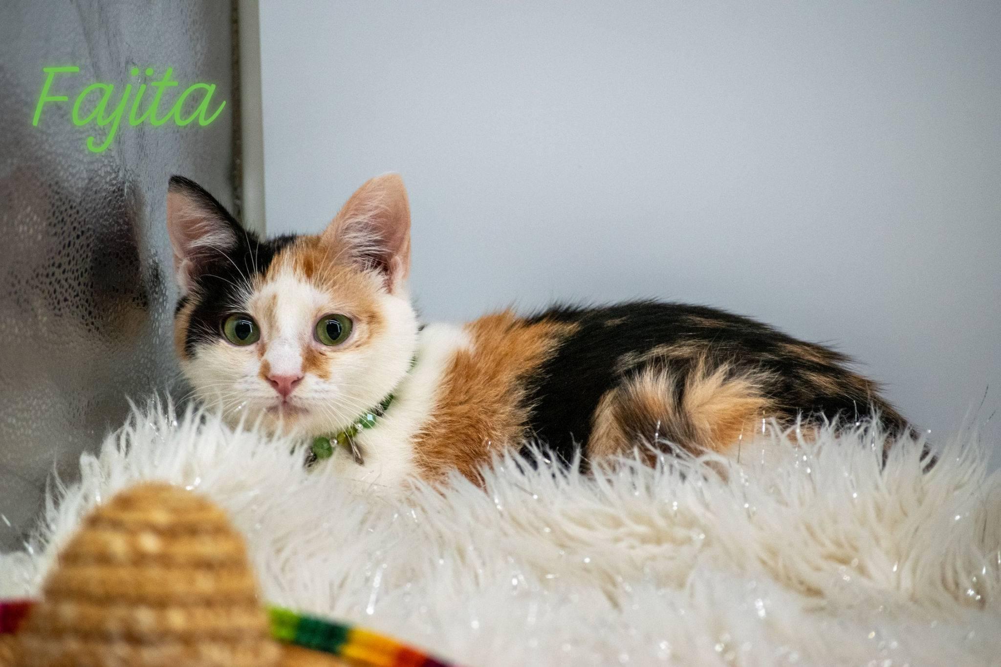 Fajita, a ADOPTABLE Domestic Short Hair in Sevierville, TN image 1/3