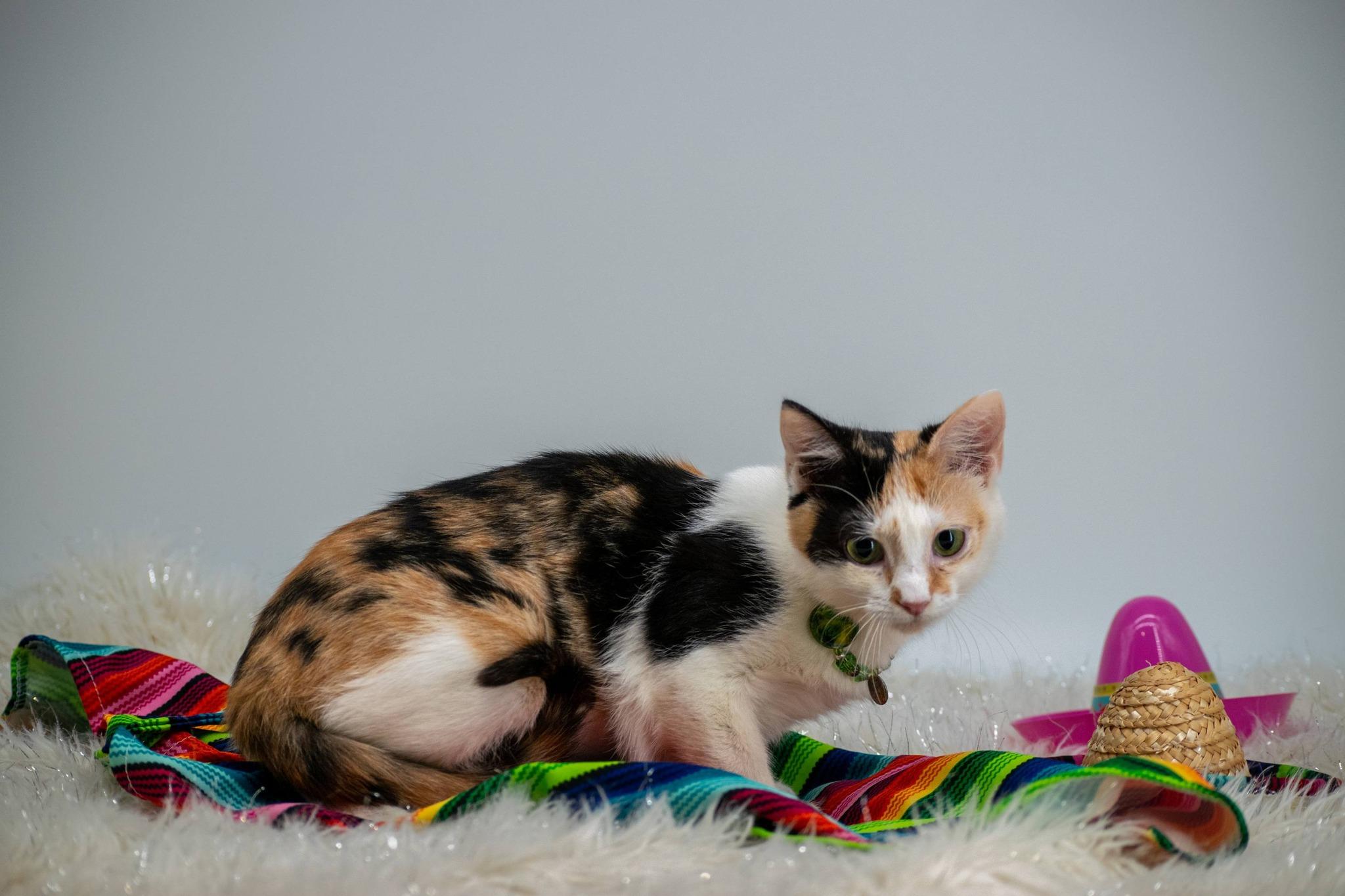 Fajita, a ADOPTABLE Domestic Short Hair in Sevierville, TN image 3/3