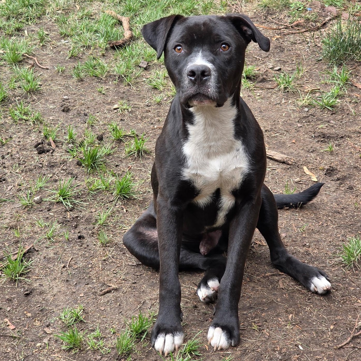 Atlas in NH. Come Meet our Adoptable Dogs Wednesday-Saturday. More info in Bio, ADOPTABLE, Young Male Boxer.