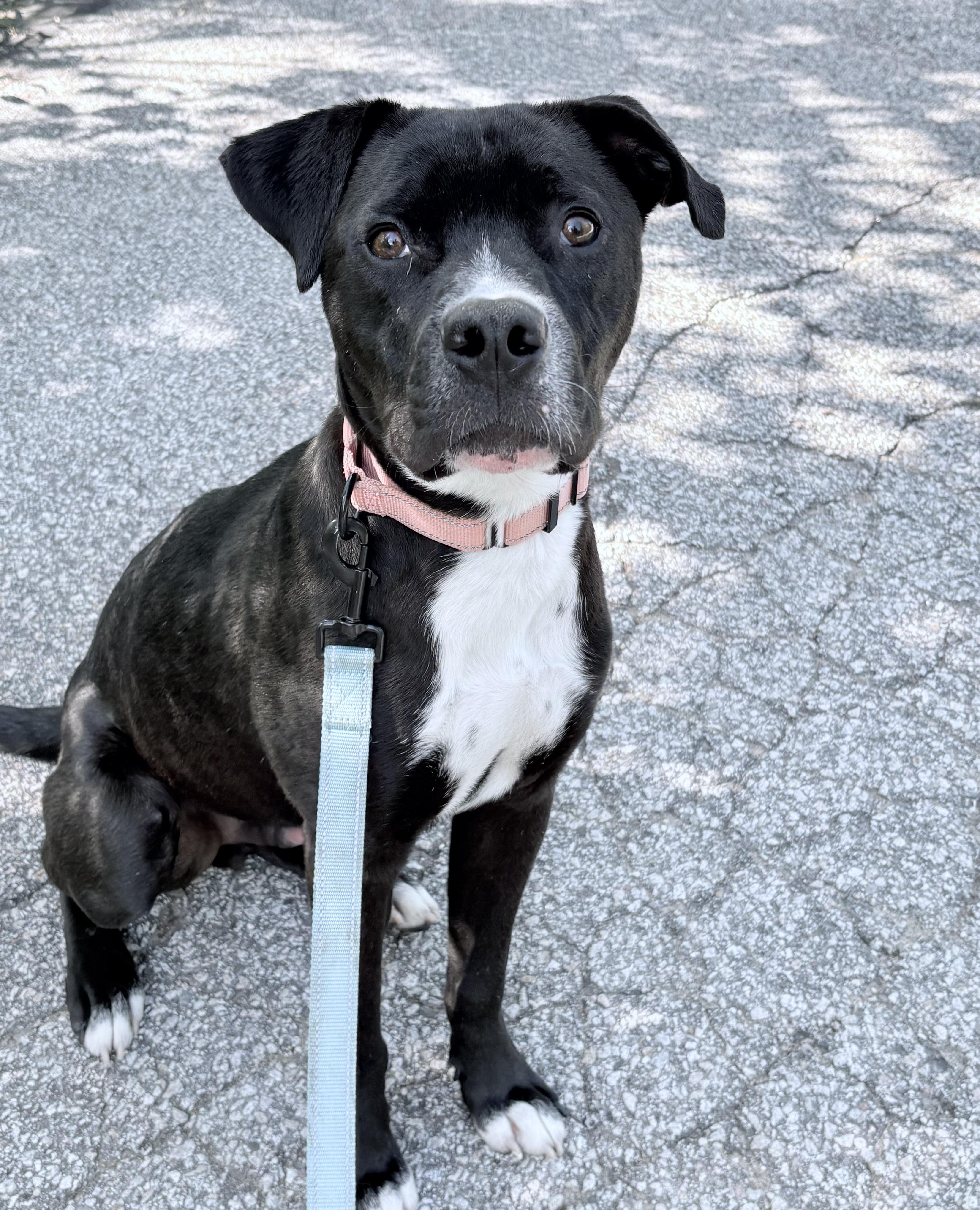 Sponsored by Tatum Trudel Realtor Atlas in NH. Come Meet our Dogs Wed-Sat. More info in Bio, ADOPTABLE, Young Male Boxer.