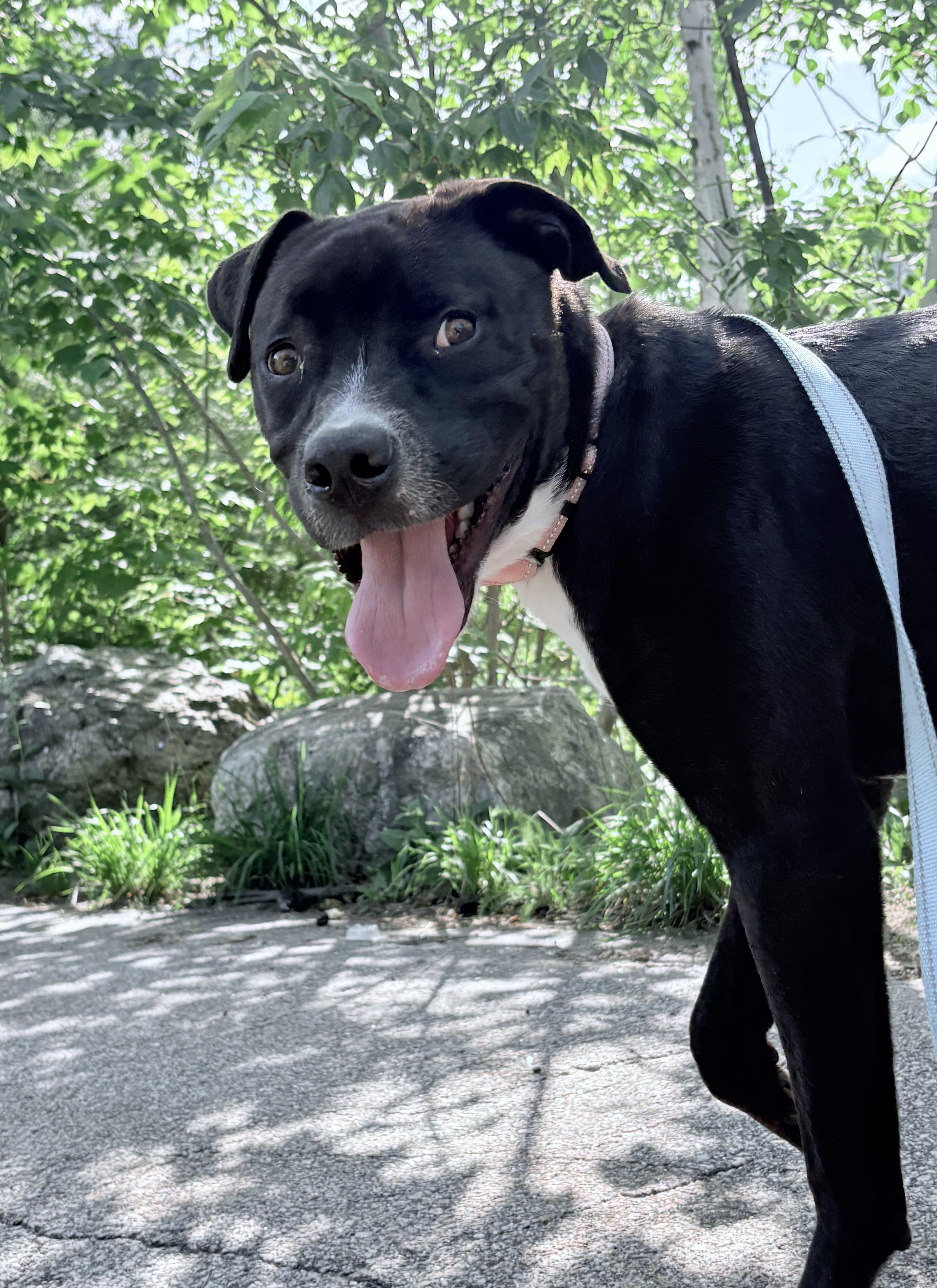 Enlarge Atlas in NH. Come Meet our Adoptable Dogs Wednesday-Saturday. More info in Bio, a ADOPTABLE mixed breed in Manchester, NH image 6/6