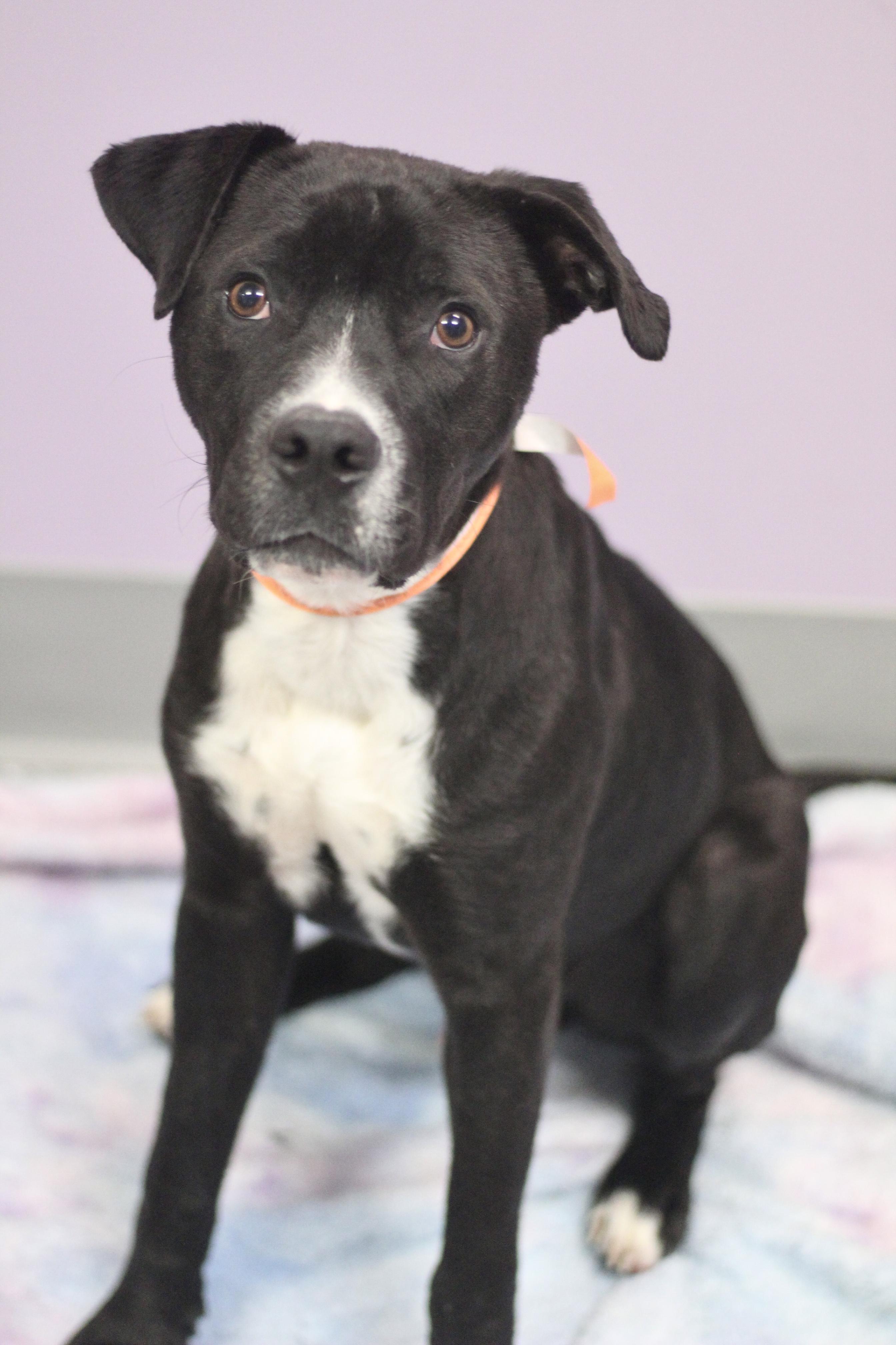 Enlarge Atlas in NH. Come Meet our Adoptable Dogs Wednesday-Saturday. More info in Bio, a ADOPTABLE mixed breed in Manchester, NH image 3/6