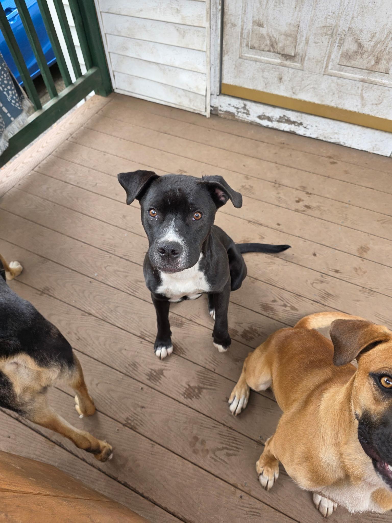 Enlarge Atlas in NH. Come Meet our Adoptable Dogs Wednesday-Saturday. More info in Bio, a ADOPTABLE mixed breed in Manchester, NH image 4/6