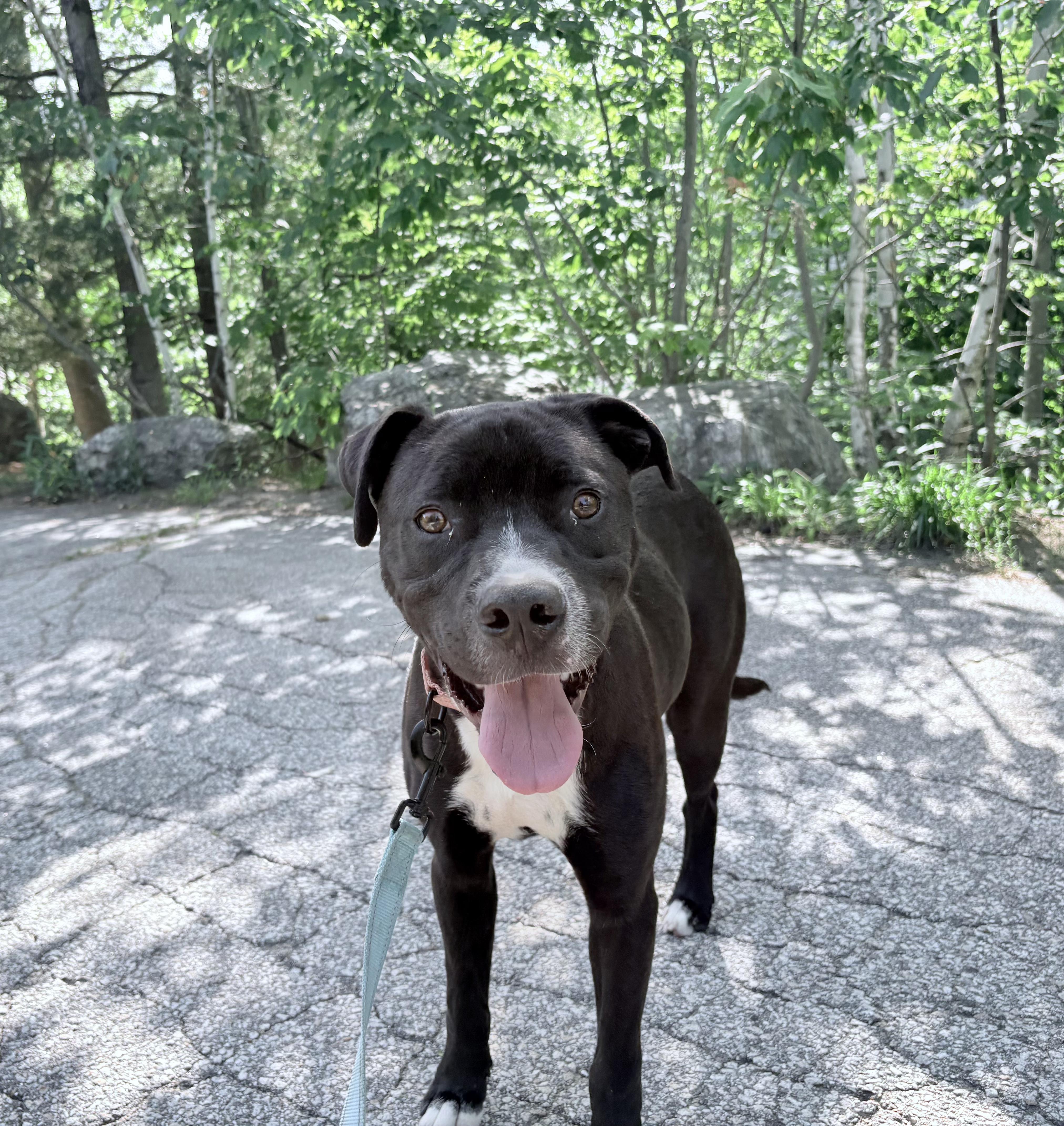 Enlarge Atlas in NH. Come Meet our Adoptable Dogs Wednesday-Saturday. More info in Bio, a ADOPTABLE mixed breed in Manchester, NH image 5/6