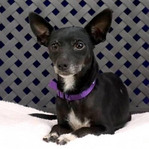 Enlarge Grackle, a Adoptable mixed breed in Fort Davis, TX image 2/2