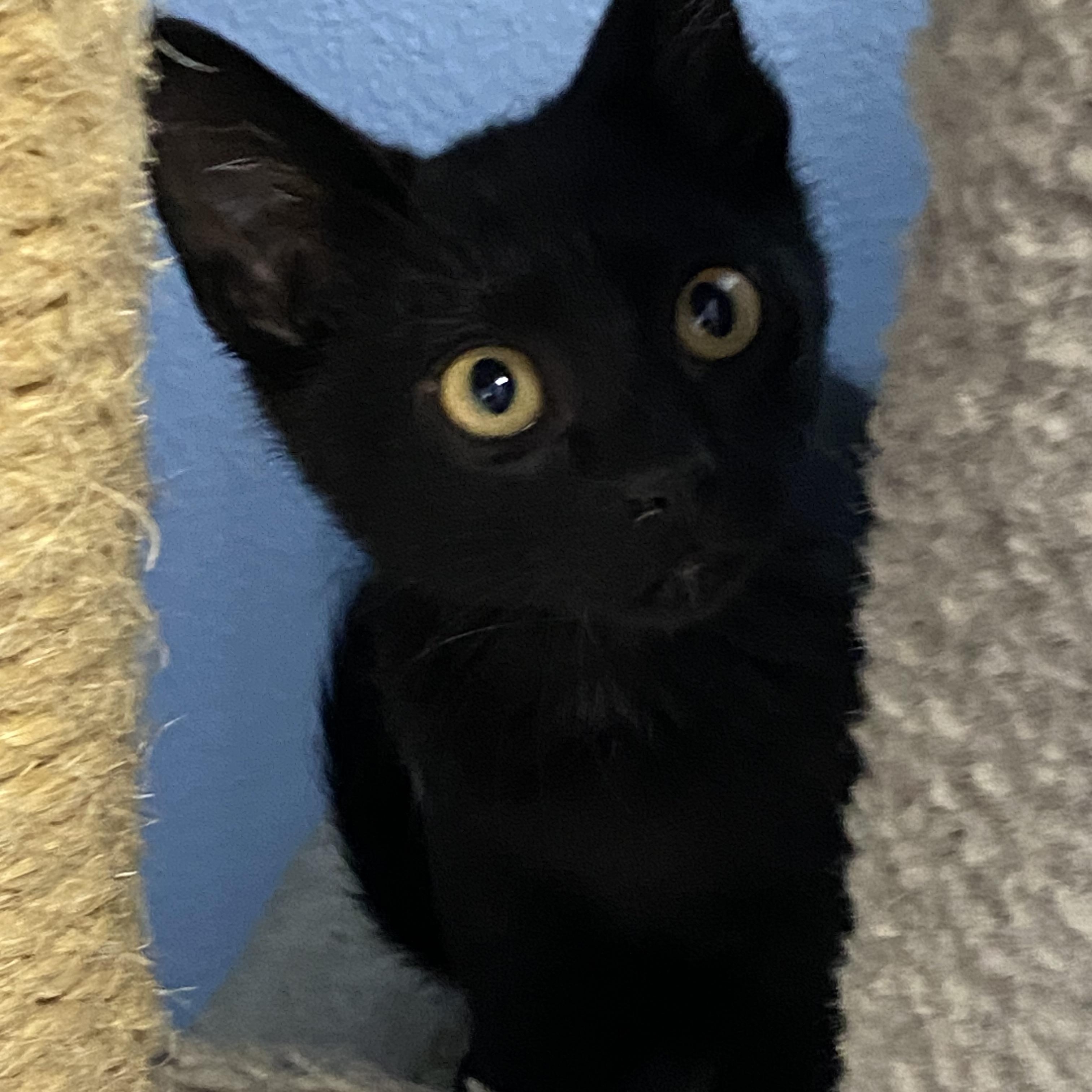 Enlarge Aster, a Adoptable Domestic Short Hair in Choteau, MT image 2/2