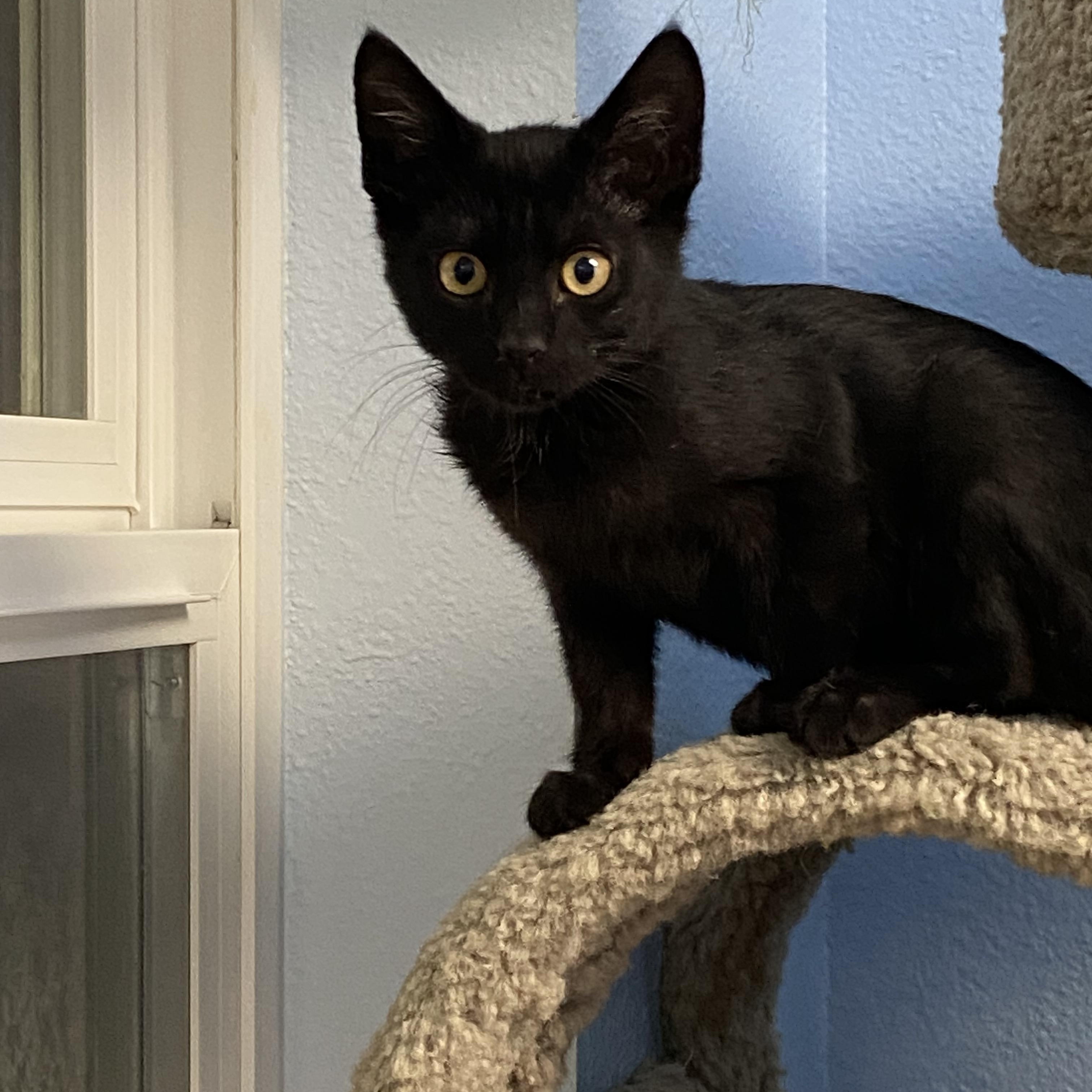 Enlarge Aster, a Adoptable Domestic Short Hair in Choteau, MT image 1/2