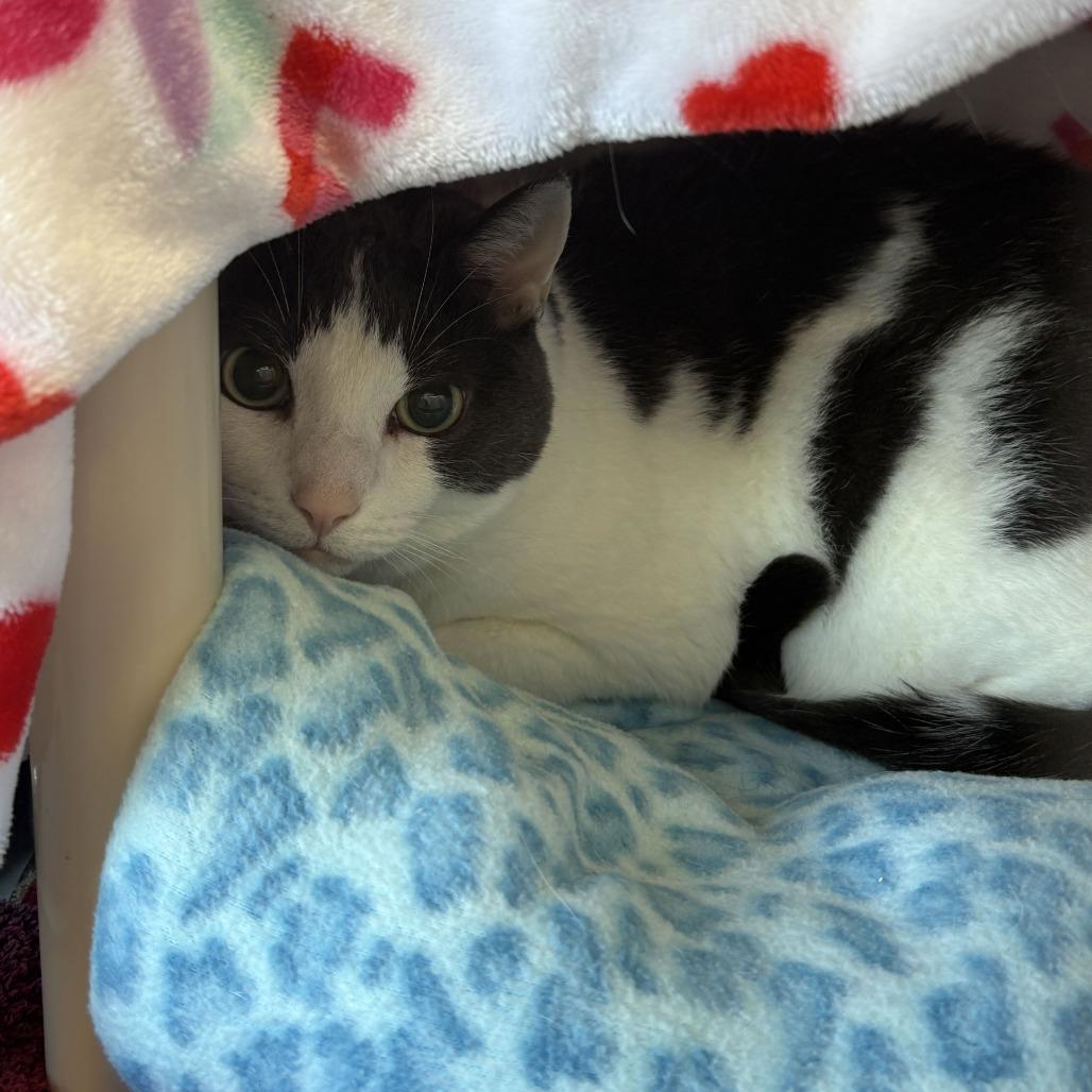Ella, Adoptable, Senior Female Domestic Short Hair.