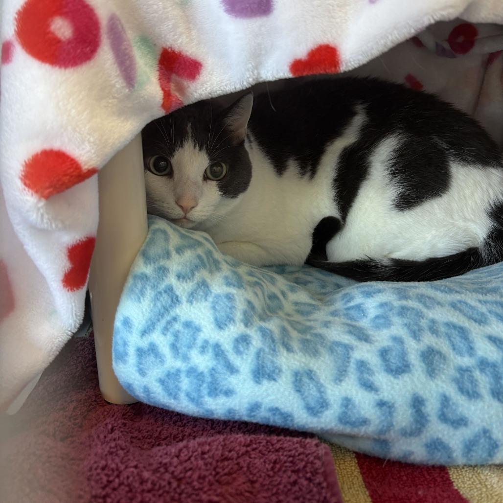 Enlarge Ella, a Adoptable Domestic Short Hair in Dover, NH image 2/4