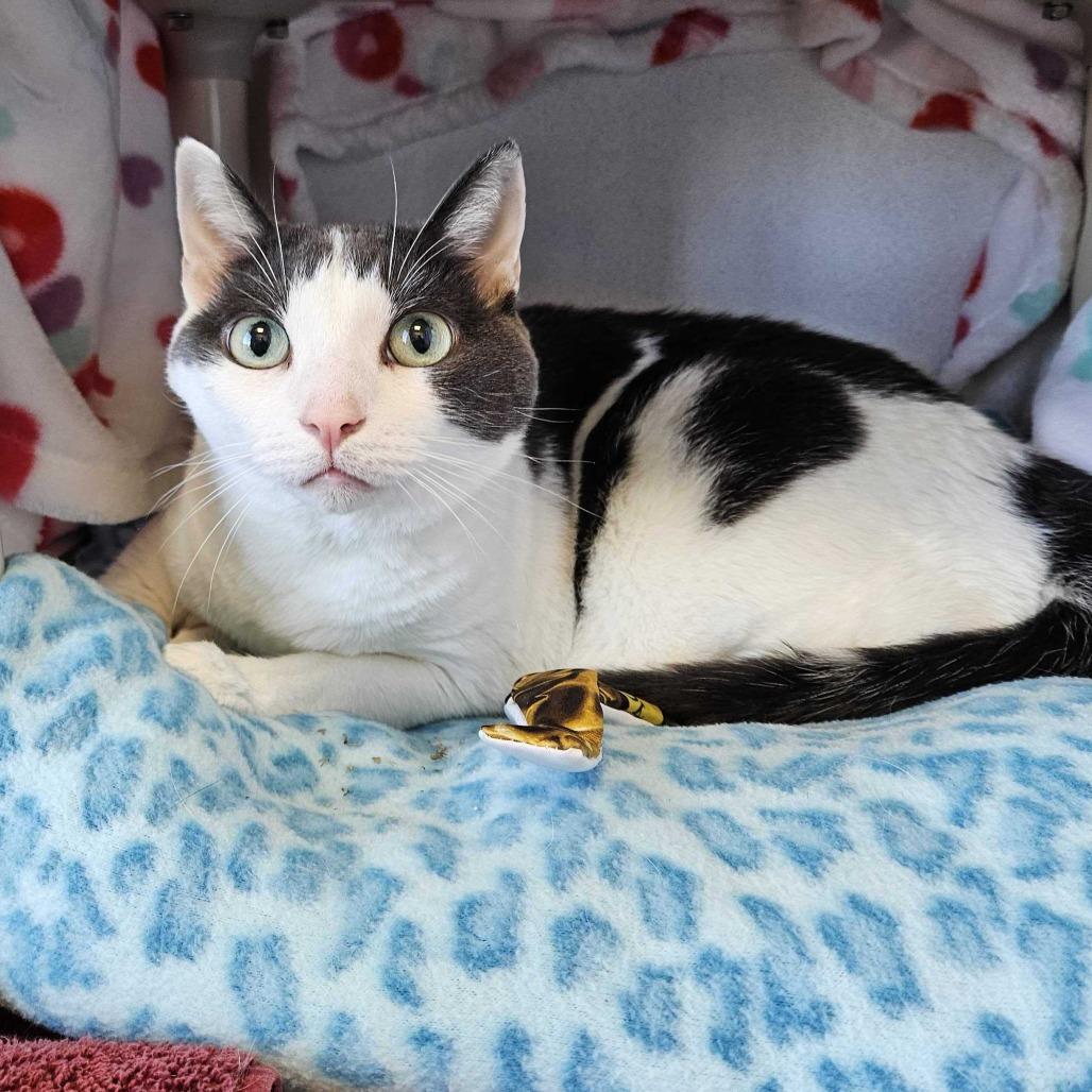 Enlarge Ella, a Adoptable Domestic Short Hair in Dover, NH image 3/4