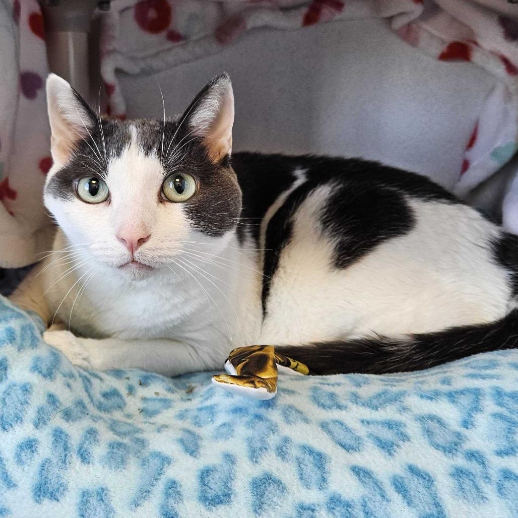 Enlarge Ella, a Adoptable Domestic Short Hair in Dover, NH image 4/4