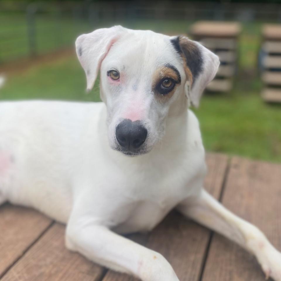 Skip, Adoptable, Young Male Mixed Breed.