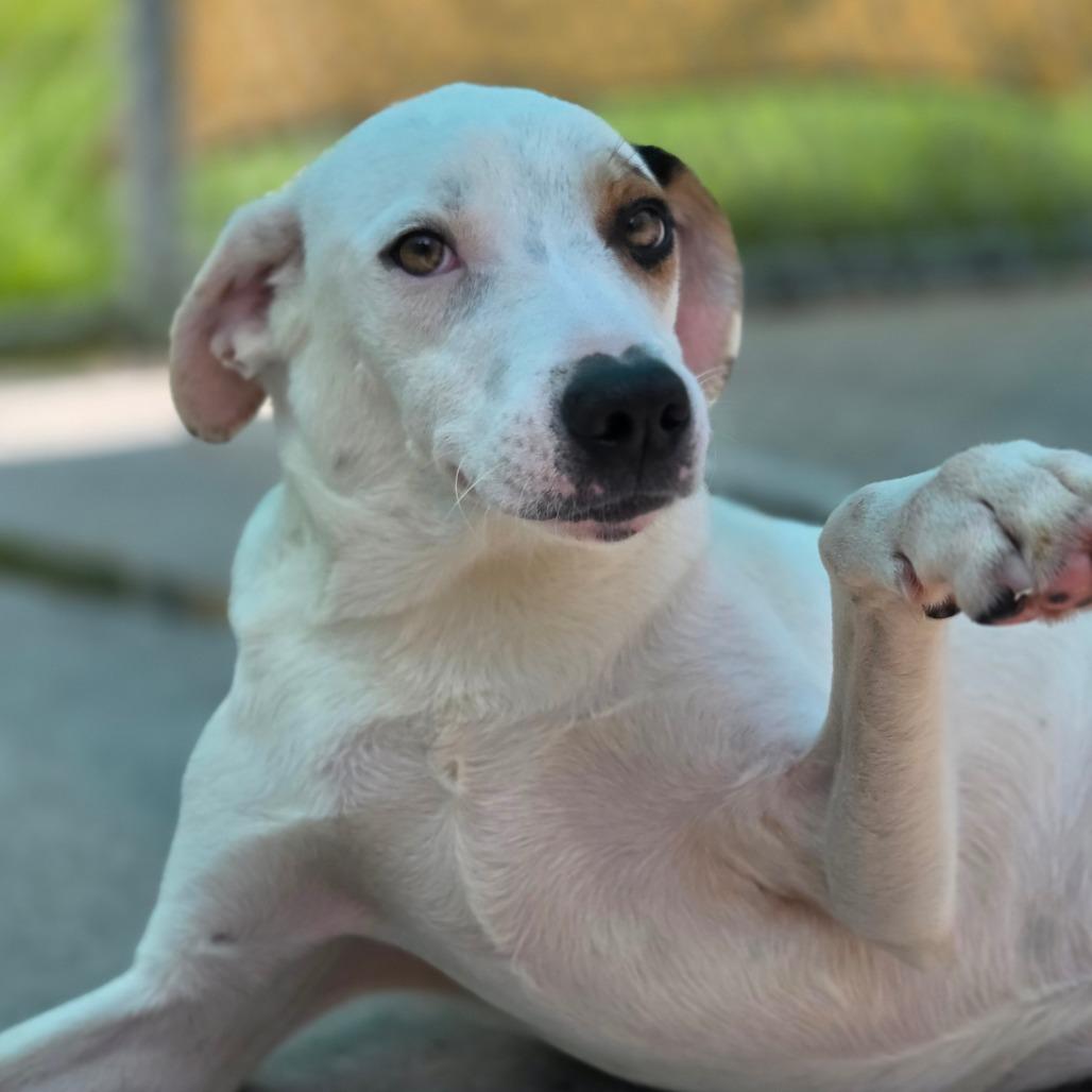 Skip, Adoptable, Young Male Mixed Breed.