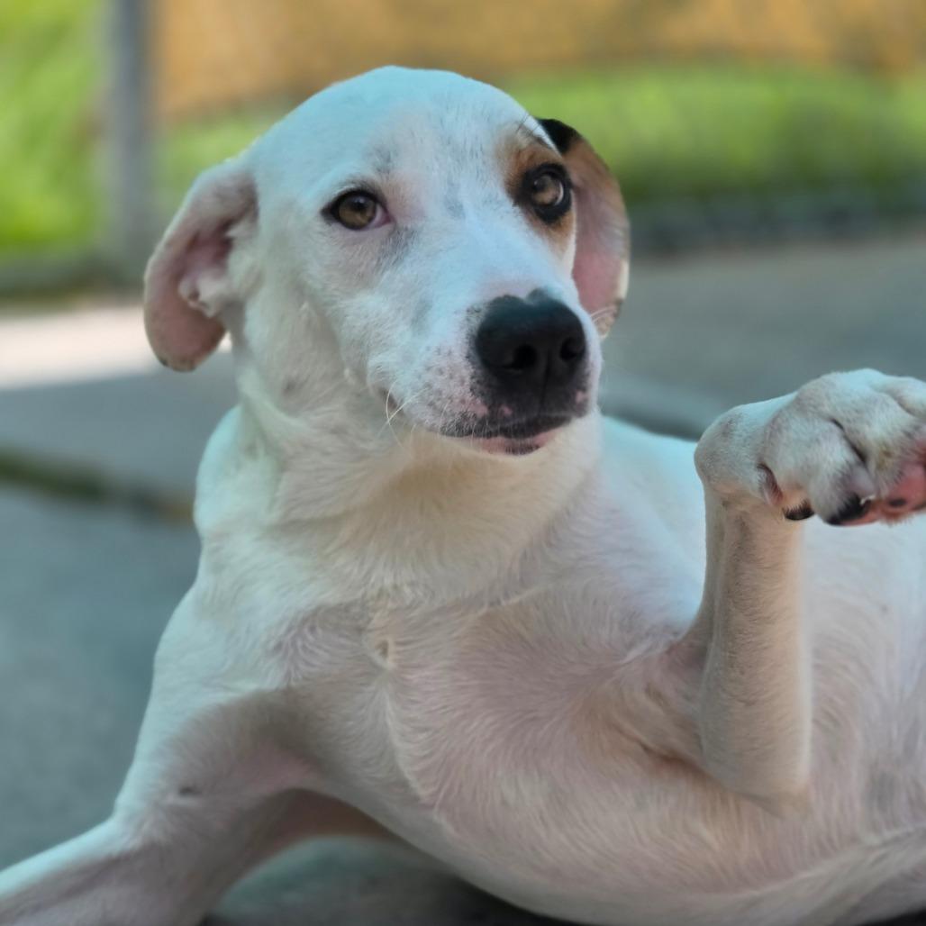 Enlarge Skip, a Adoptable Mixed Breed in Red House, WV image 2/5