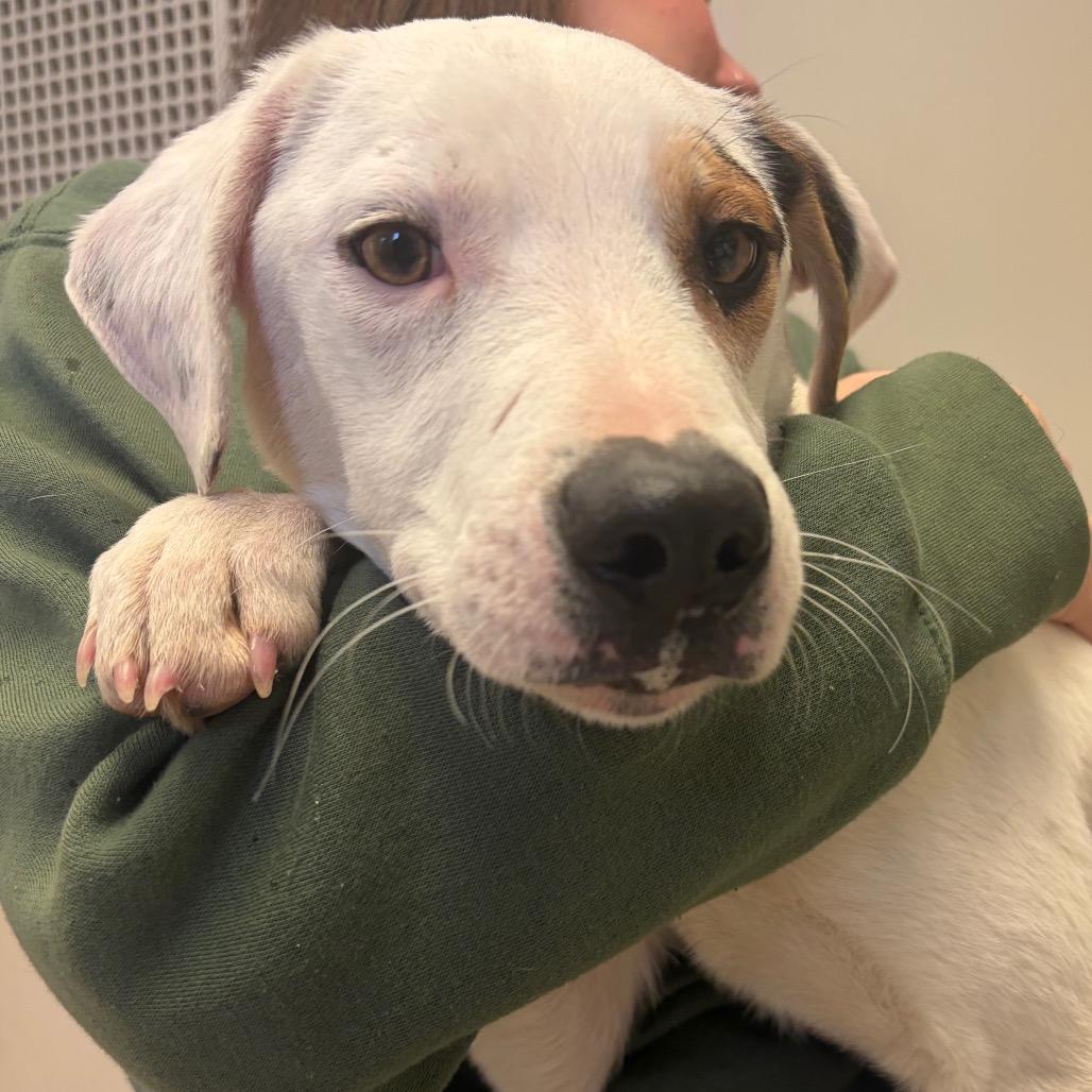 Skip, Adoptable, Young Male Mixed Breed.
